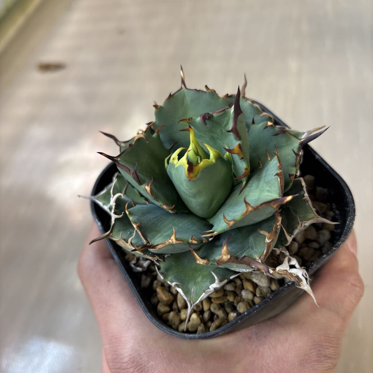 Yahoo!オークション -「アガベ」の落札相場・落札価格