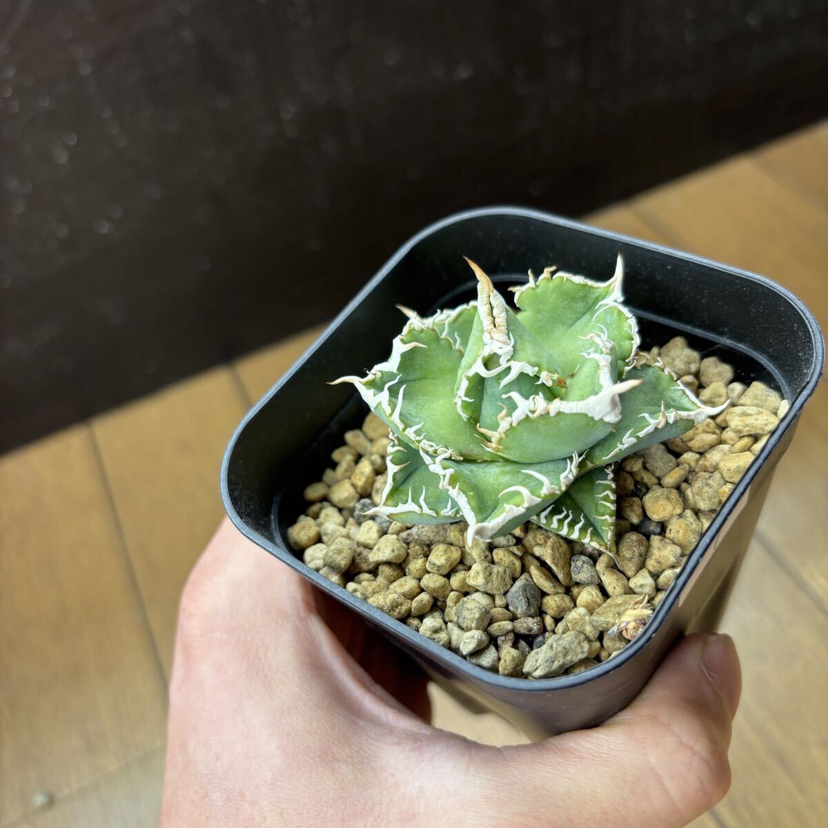 2026年最新】Yahoo!オークション -アガベ(サボテン)の中古品・新品・未