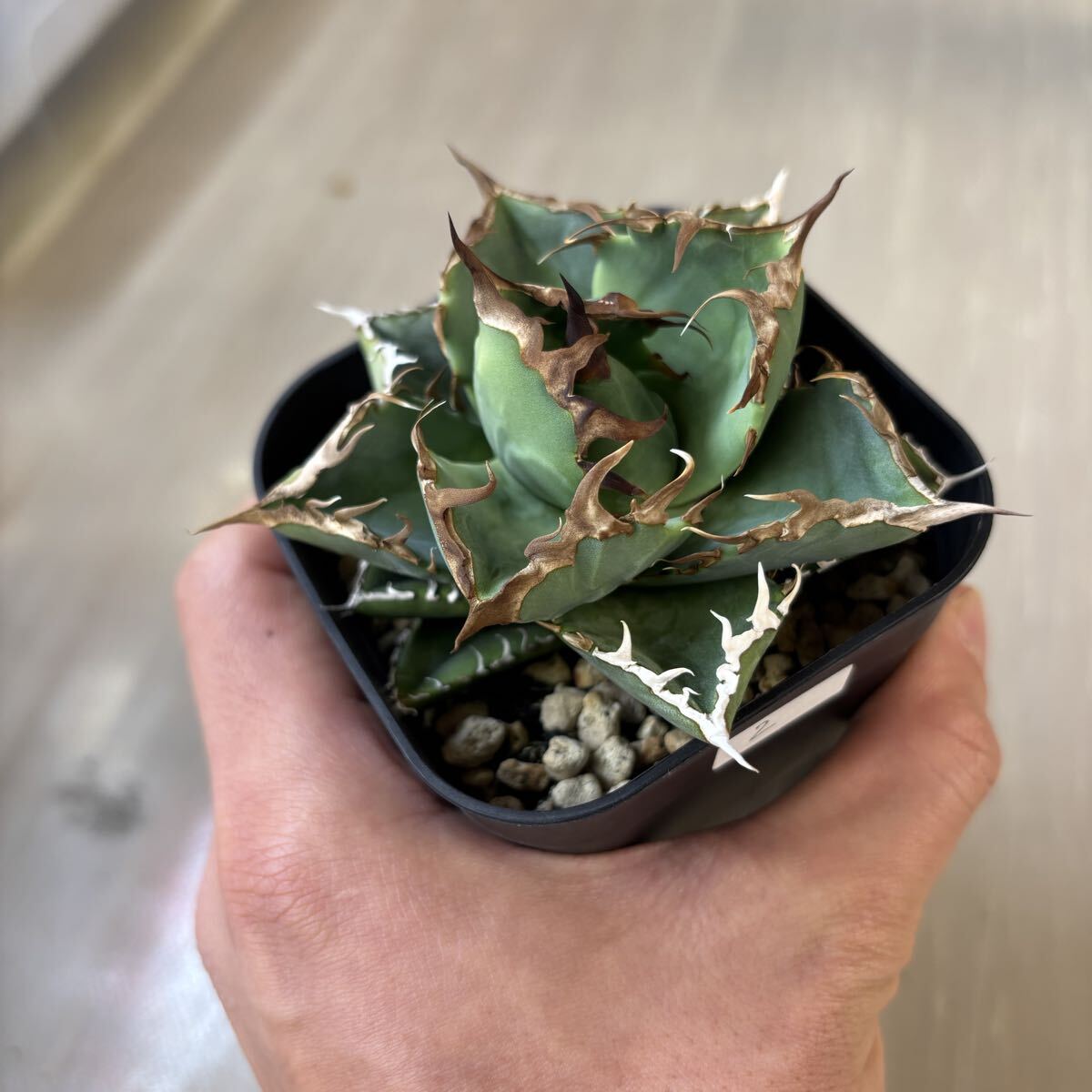 Yahoo!オークション -「アガベ チタノタ 白犀牛」の落札相場・落札価格