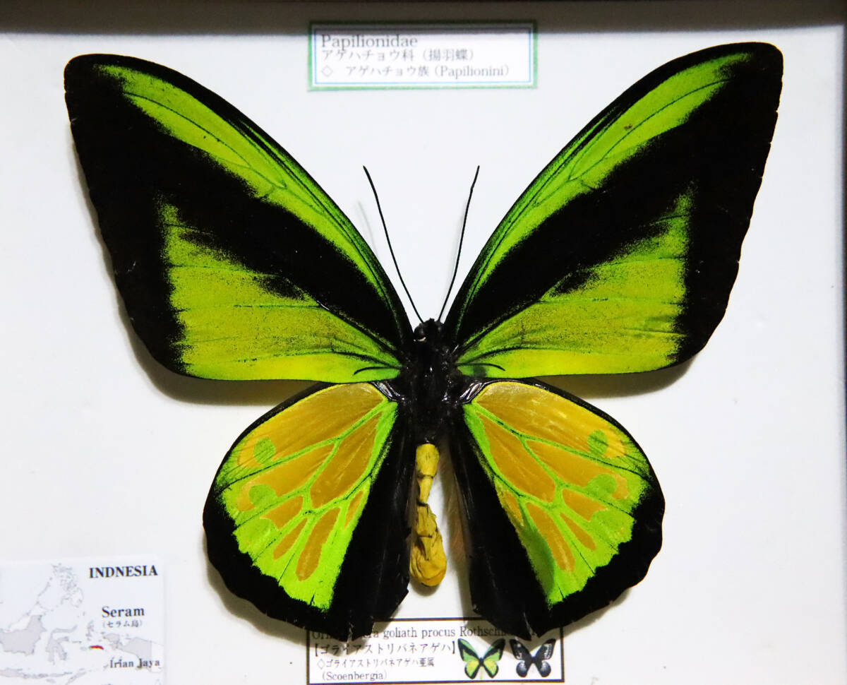 Yahoo!オークション -「標本 トリバネアゲハ」の落札相場・落札価格