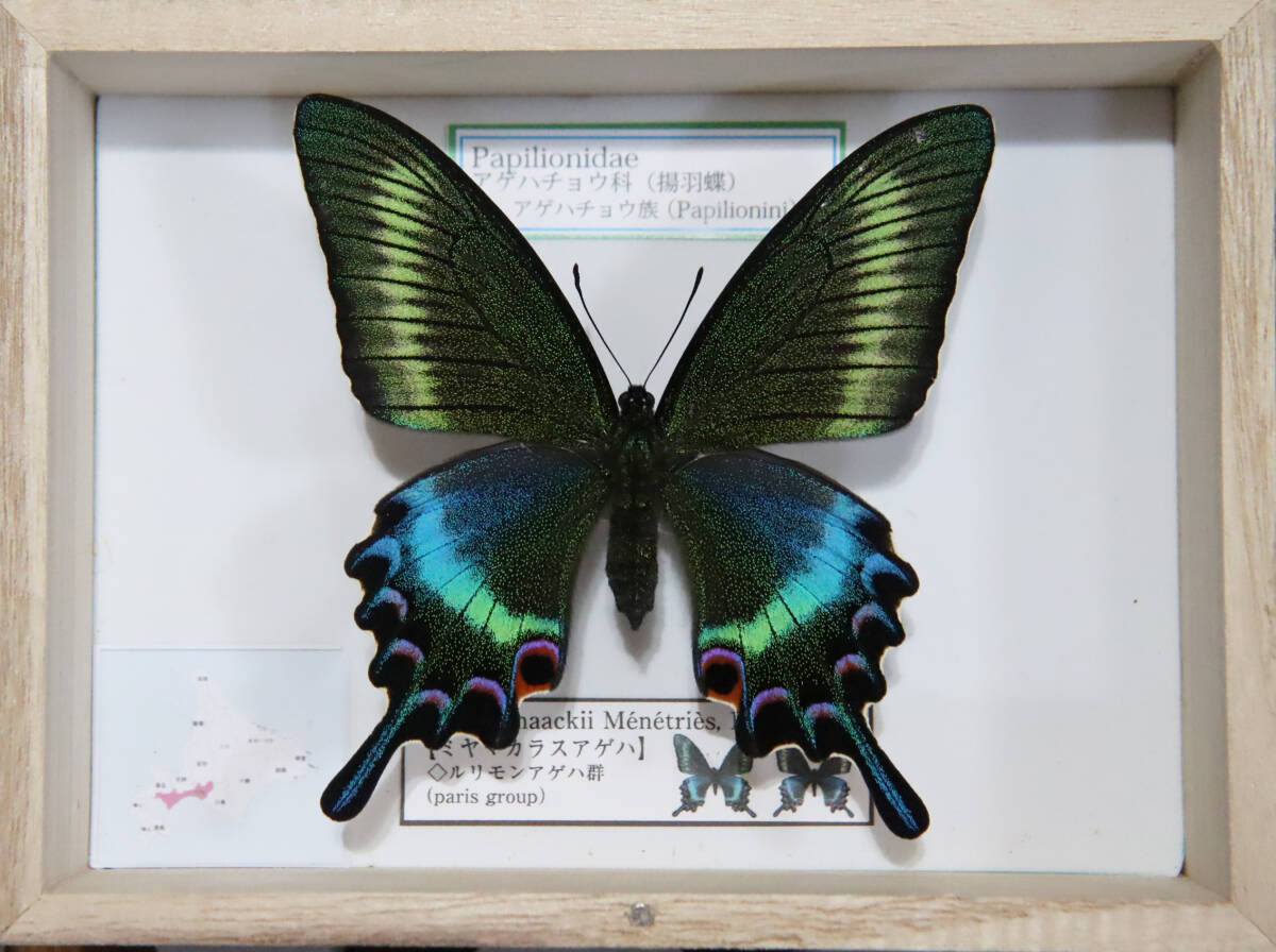 2026年最新】蝶標本 - 希少で美しい商品が多数揃うオークションページ