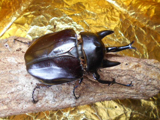 Yahoo!オークション -「アクティオンゾウカブト」(外国産) (成虫)の