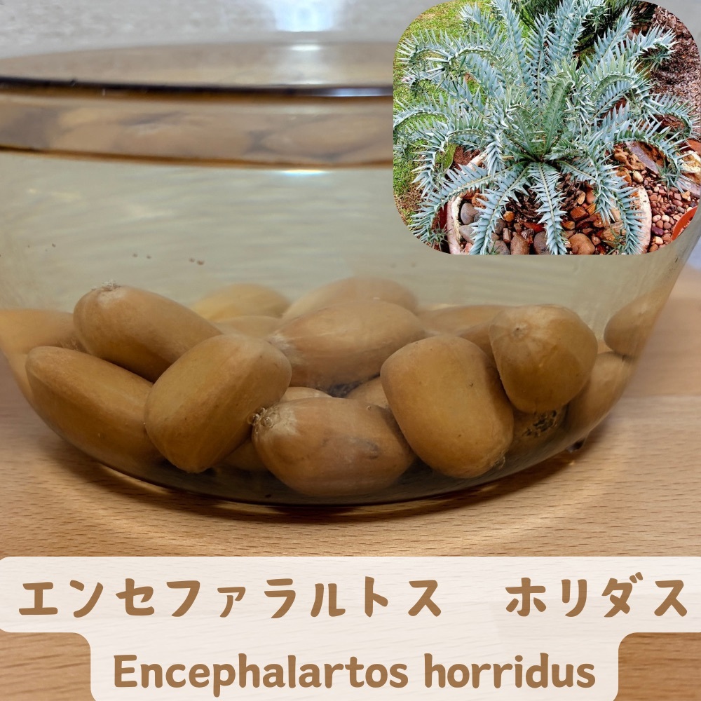 正規輸入種子1粒 エンセファラルトス ヒーナニー Yahoo!オークション
