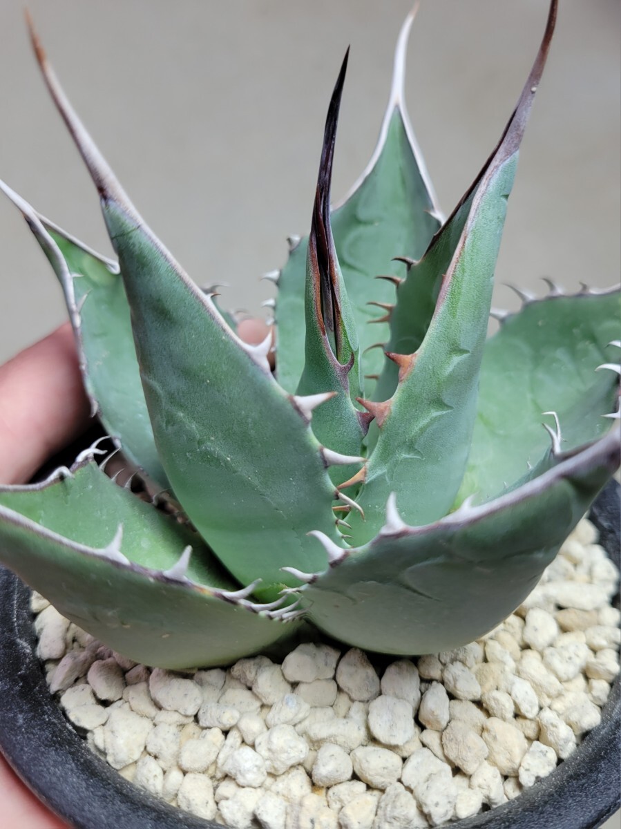 Yahoo!オークション -「アガベ・パラサナ」(アガベ) (観葉植物)の落札