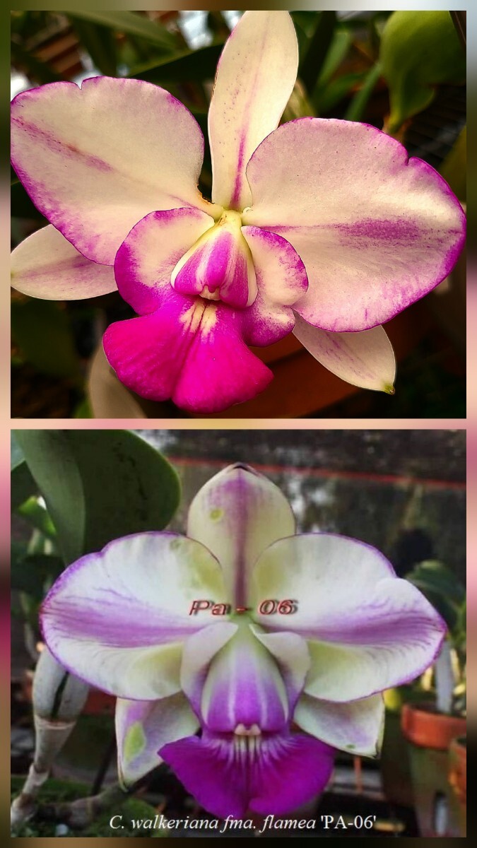 2026年最新】原種カトレアの商品一覧 - Yahoo!オークション