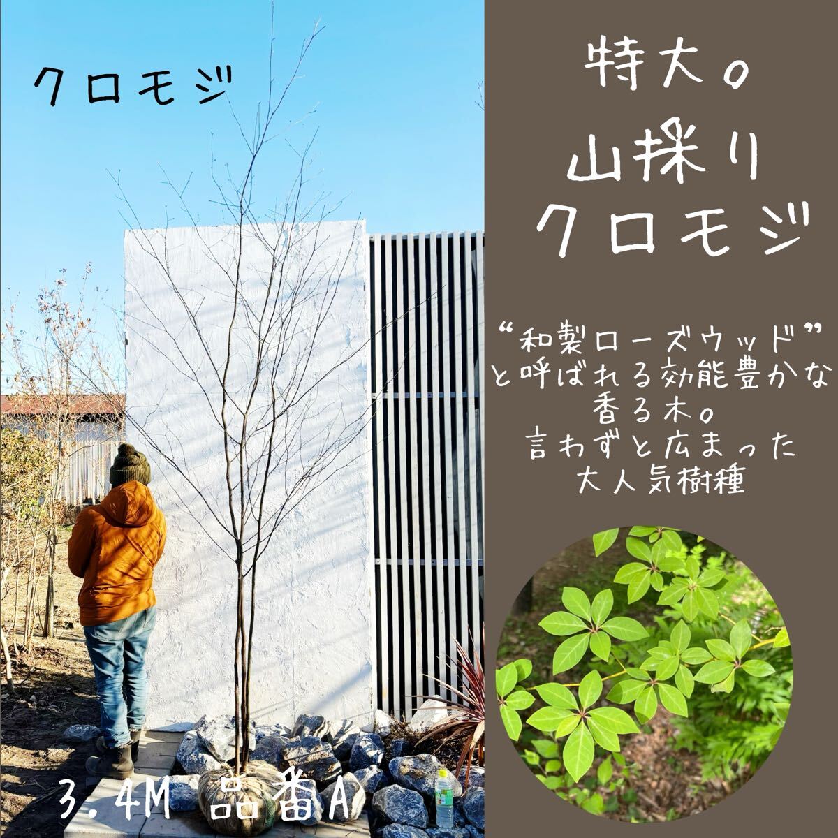 Yahoo!オークション -「山採り」(植木、庭木) の落札相場・落札価格