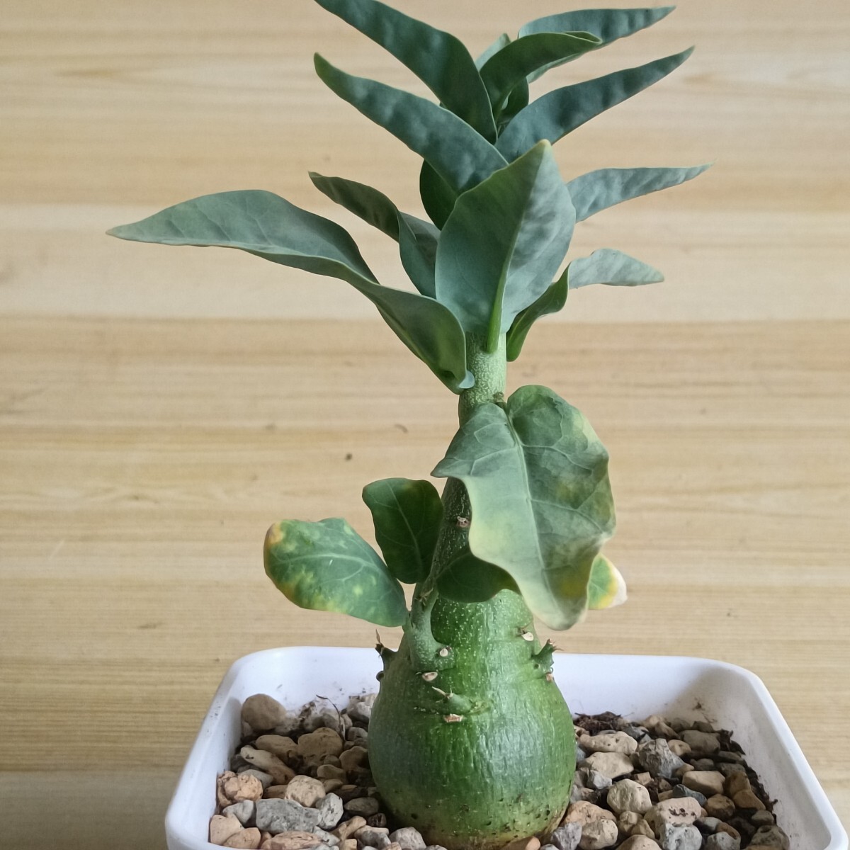 Yahoo!オークション -「アデニアペチュエリー」(その他) (観葉植物)の