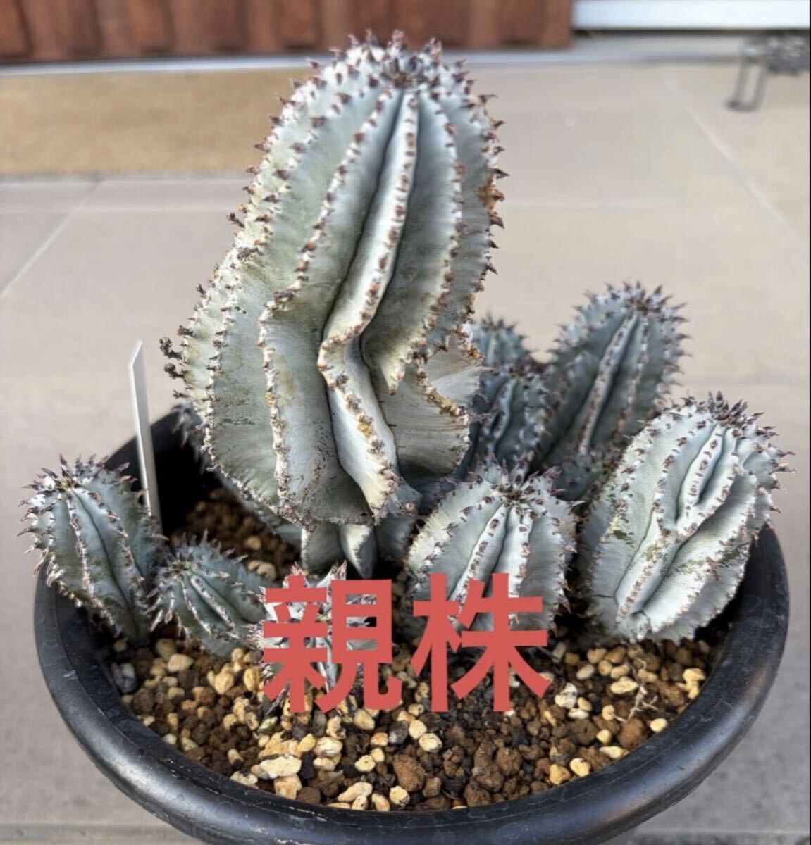 Yahoo!オークション -「ユーフォルビア ホリダ」の落札相場・落札価格