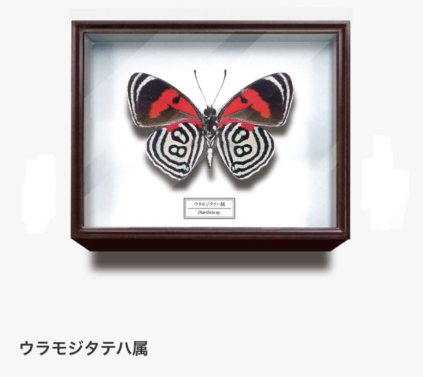 2026年最新】Yahoo!オークション -ドイツ箱の中古品・新品・未使用品一覧