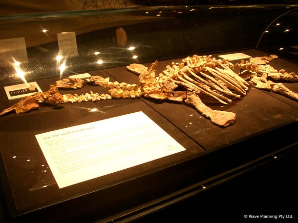 オパールになった恐竜 ～南オーストラリアで発見されたエリック