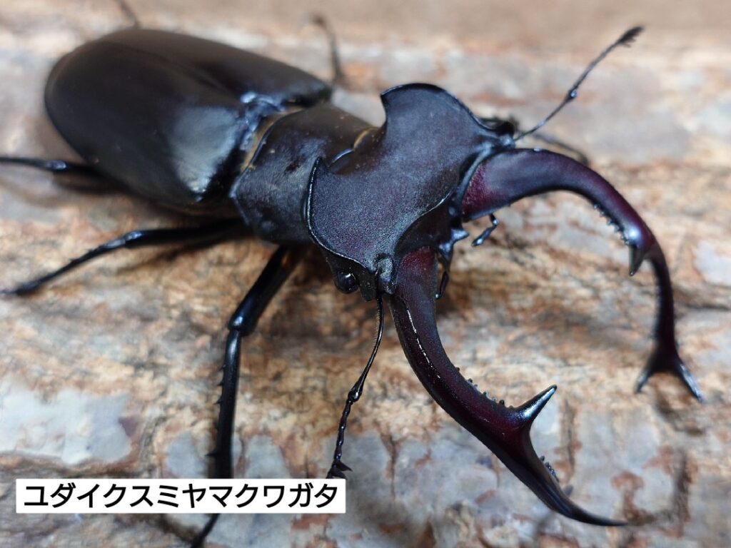 標本】ユダイクスミヤマクワガタ トルコ産 91.8ミリ 飼育品 標本