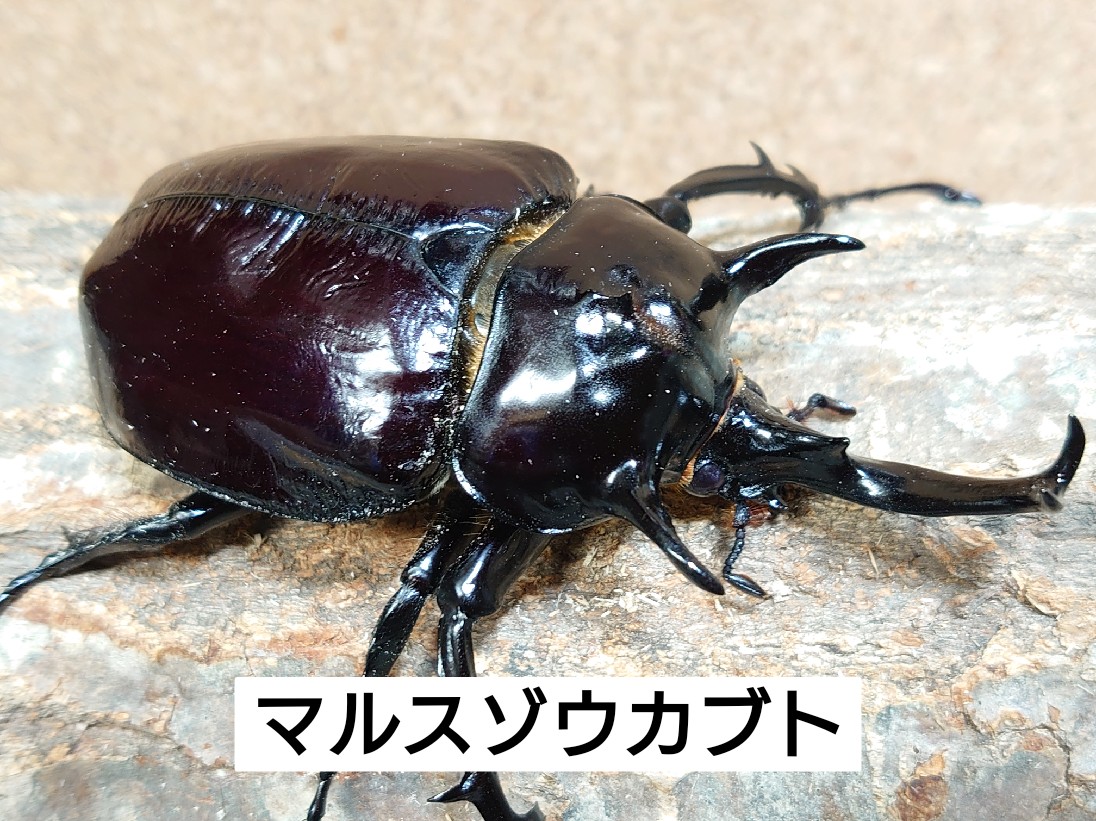 あ*あ様 ペルー産マルスゾウカブト 110mm あ*あ様 ペルー産