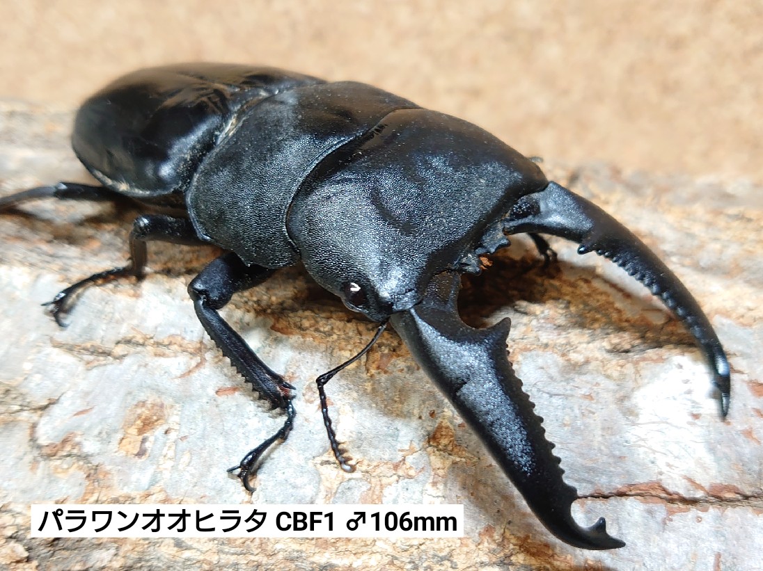 パラワンオオヒラタ、スマトラオオヒラタ入荷！ - ブリーディング