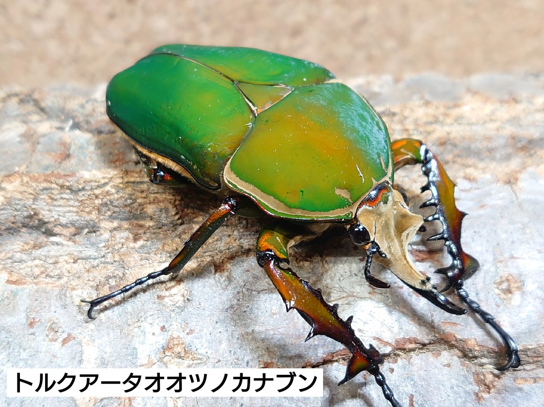 トルクアータオオツノカナブン、ウガンデンシスオオツノカナブン