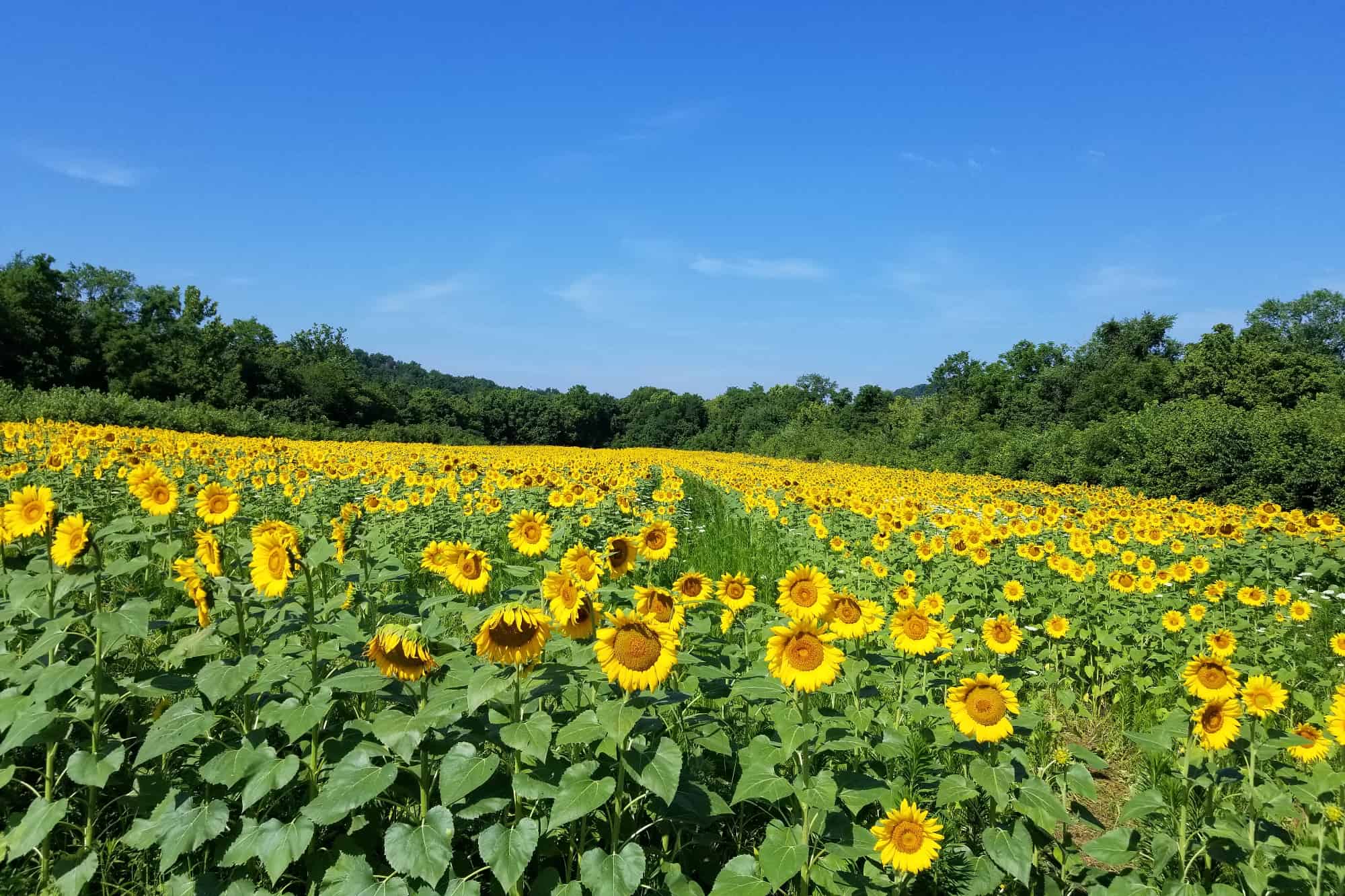 Experience The Spectacular Sunflowers At Forks Of The River