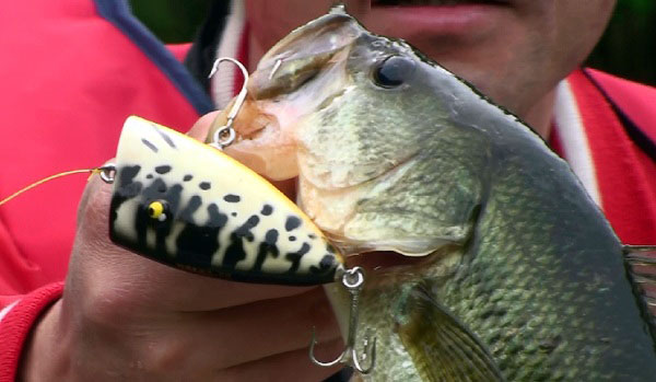 SAURUS | ザウルス