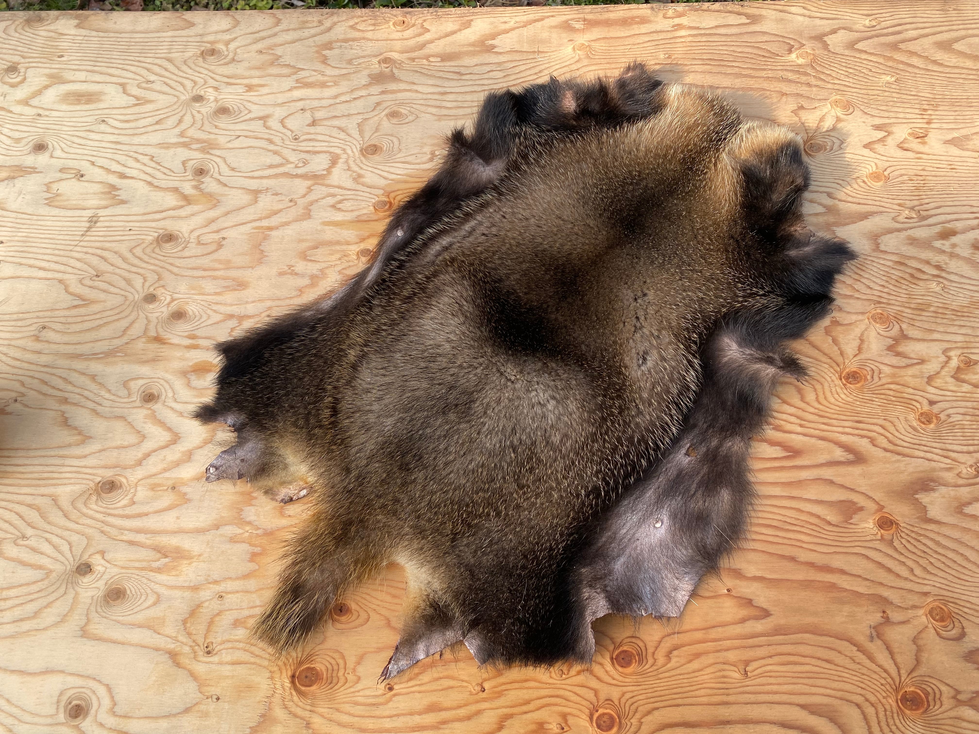 アナグマ毛皮 【製法】ピットタンニン鞣し | 【Bushcraft komorebi】