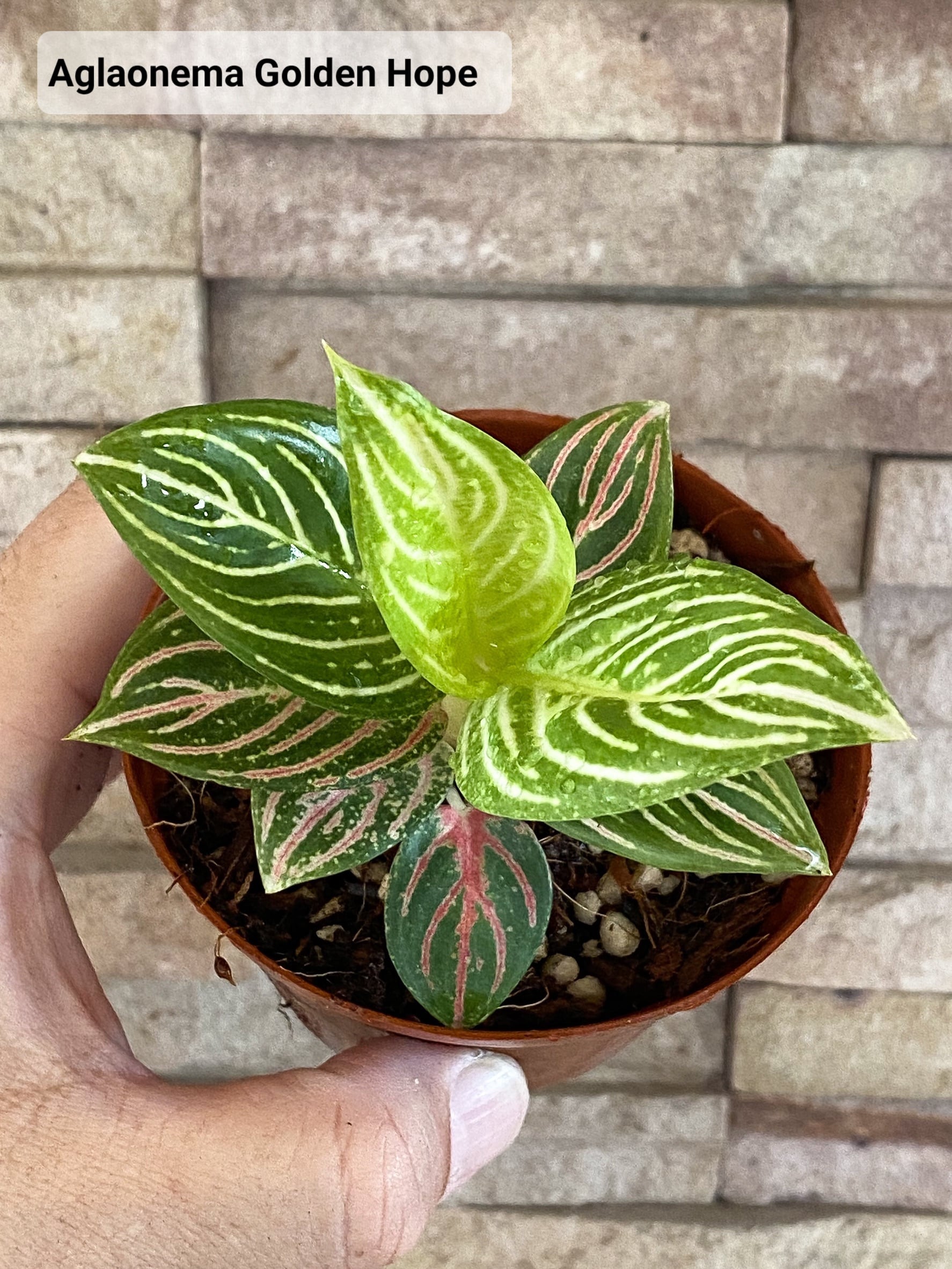 Aglaonema Golden Hope 【artPLANTs】アグラオネマ/ Aglaonema