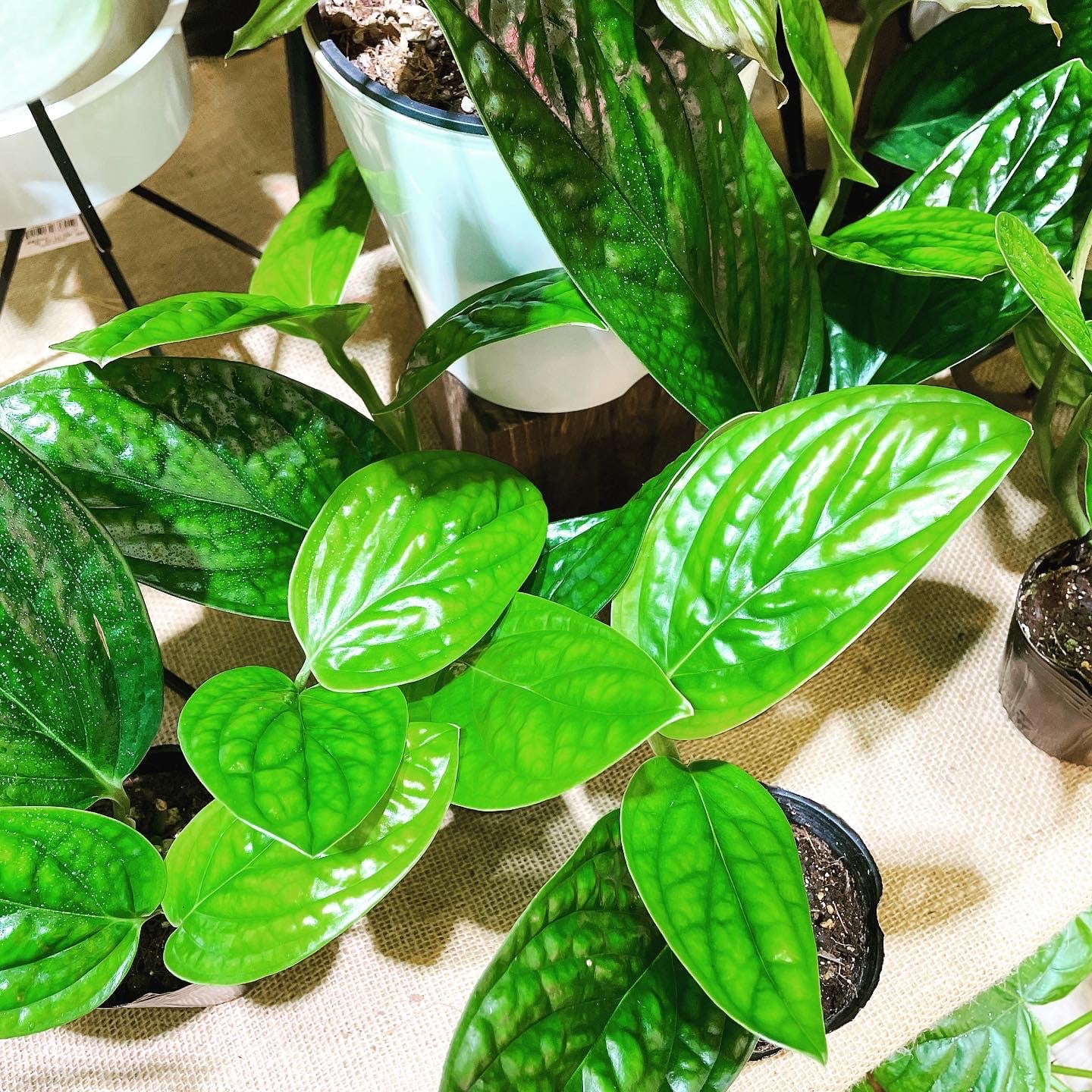 超希少 モンステラ ジェイドウィング 8号 105cm程度 観葉植物