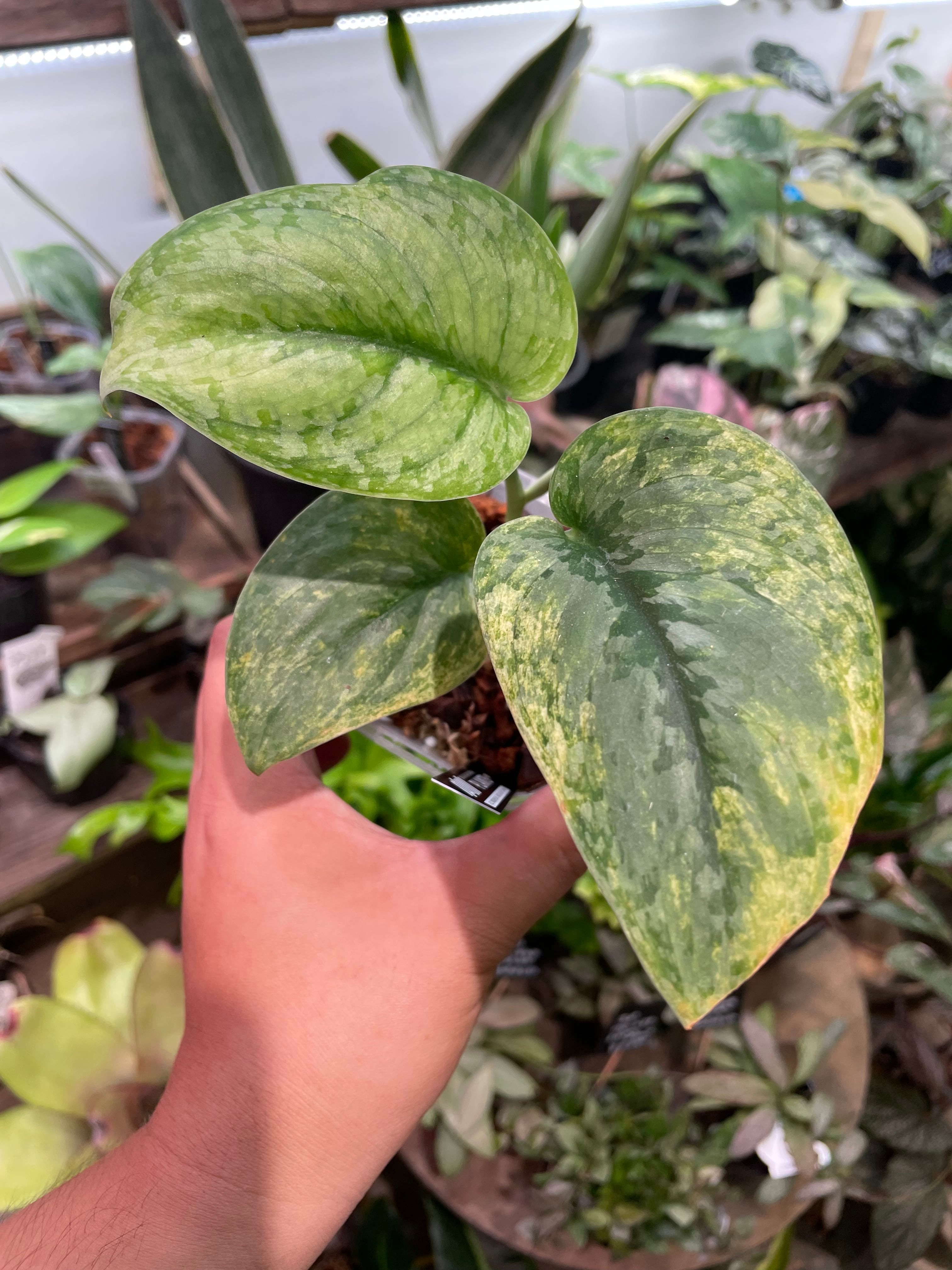 中山PLANTSさんスキンダプサス入荷❗️ | Gardenえん 【観葉熱帯植物】