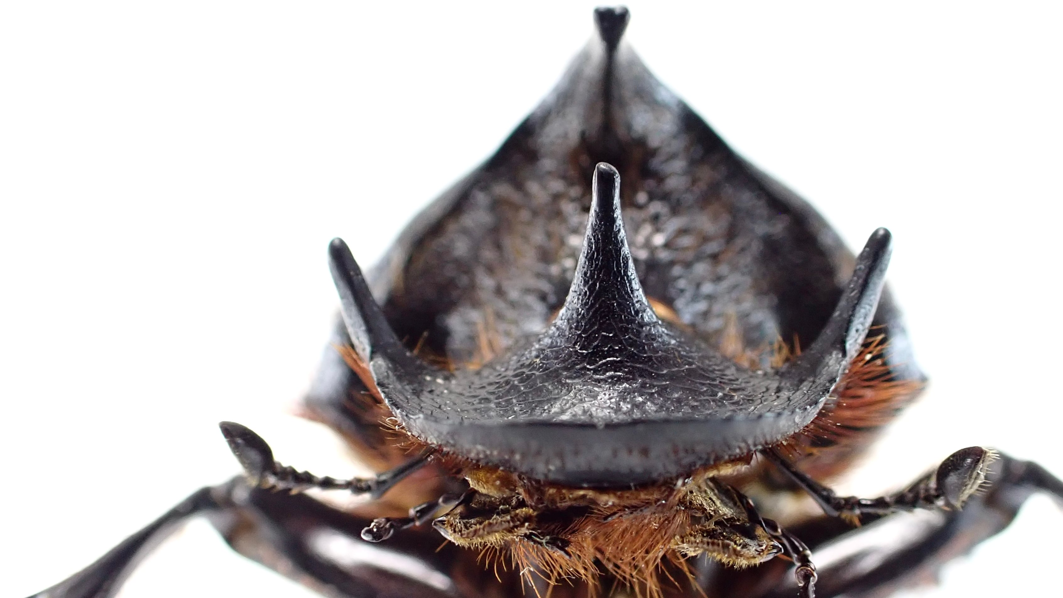 ホロメタリクス チリクワガタ 標本 コガシラクワガタ ホロメタリクス