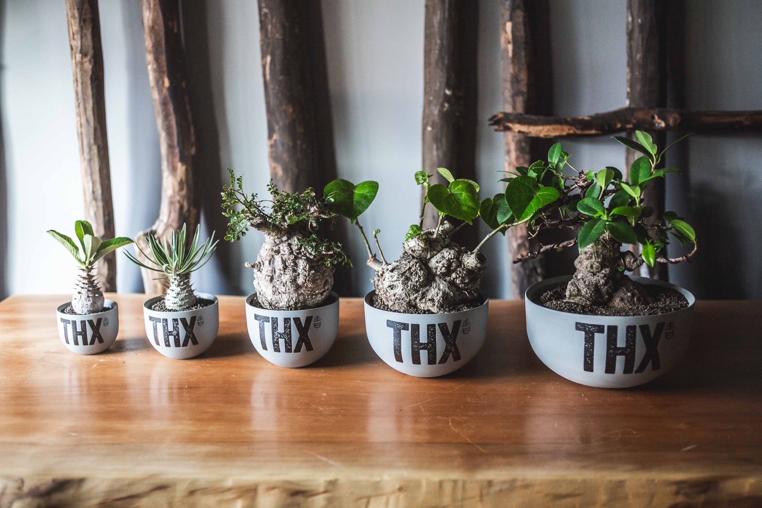 本日20時】青坊主5周年記念プロダクトVALIEM THX鉢 植栽リリース | 青