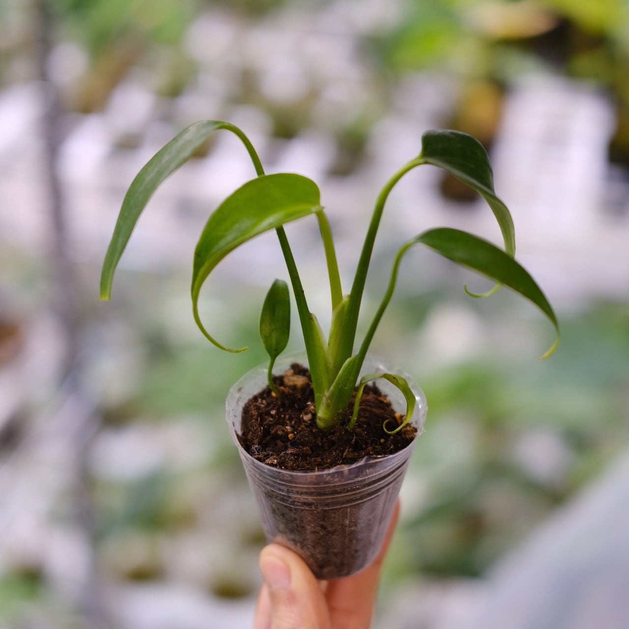 モンステラ・バールマルクスフレーム (Monstera Burle Marx Flame) と