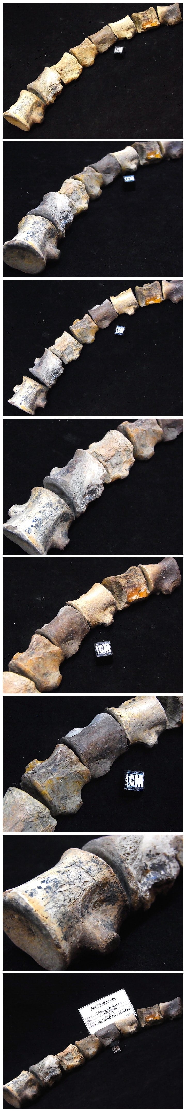 販売済 化石 】ワニに似た古代海棲爬虫類 化石 チャンプソサウルス