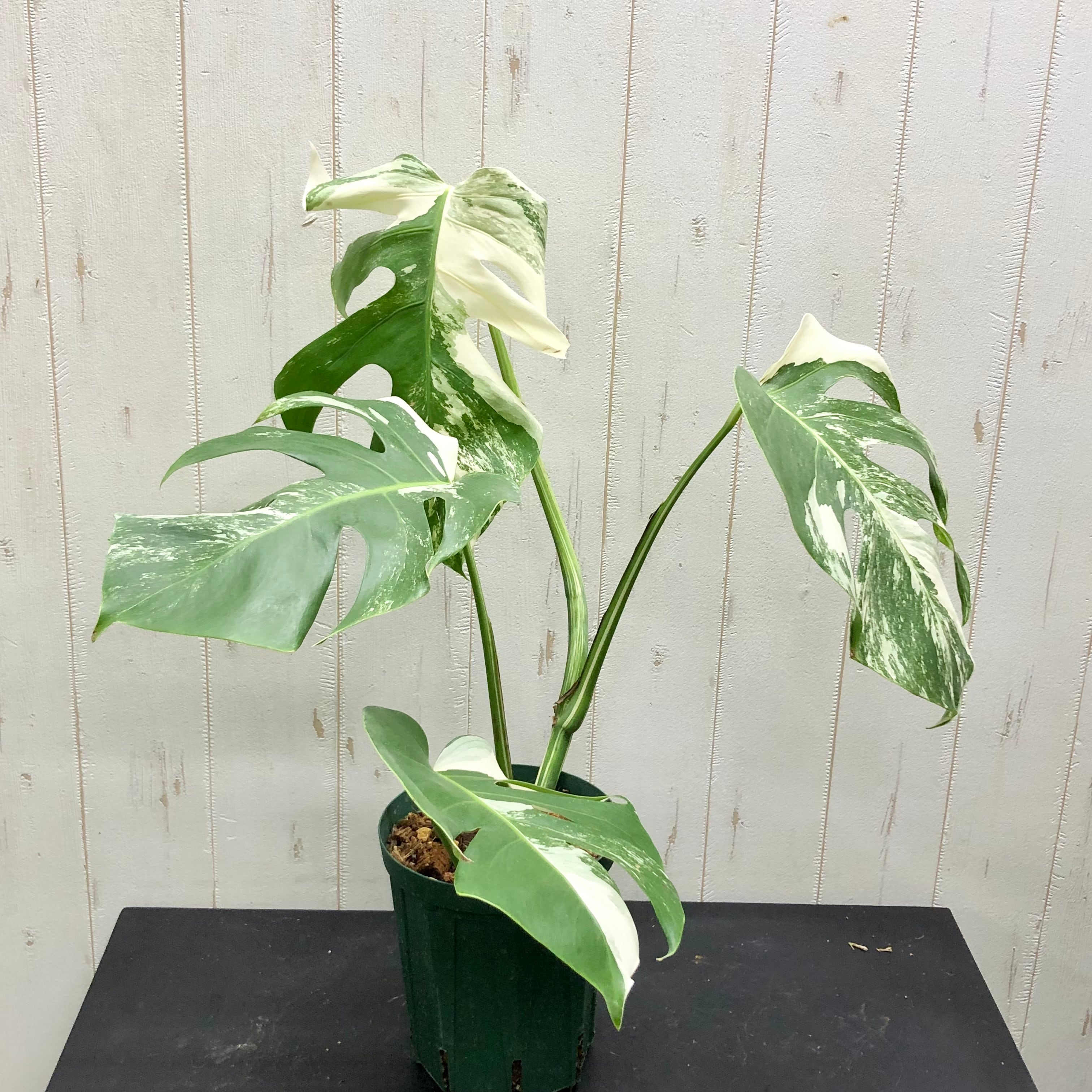 状態良好 斑入り モンステラ ボルシギアナ ホワイトタイガー | PLANTS
