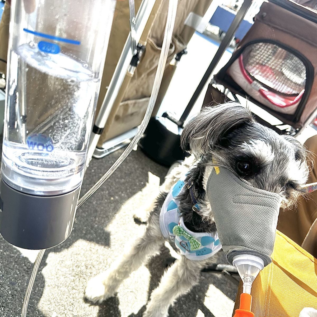 ドクター水素ボトル＋ 水素ガス吸入・水素水生成器(携帯充電式) [WOO