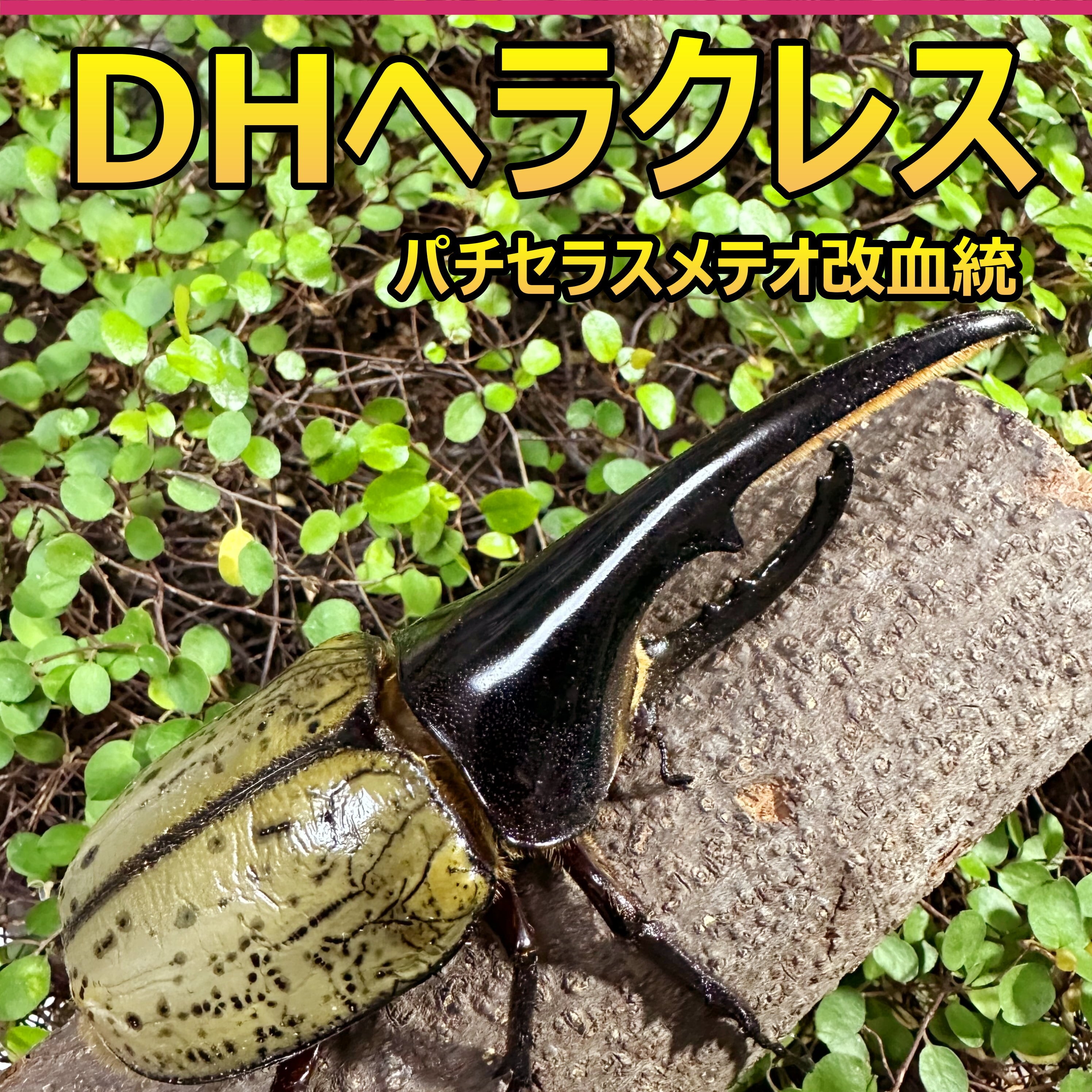 DH ヘラクレス オオカブト 成虫 ♂♀ ペア ♂129mm ♀フリーサイズ
