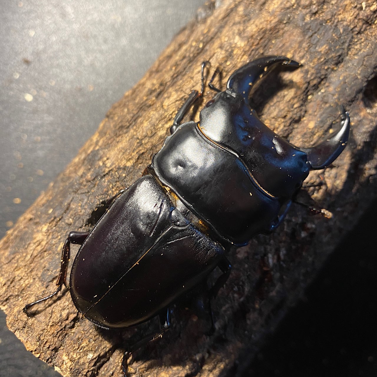 5】♂76mm国産オオクワガタ能勢YG血統 単品 大阪府能勢町産 | Pay ID