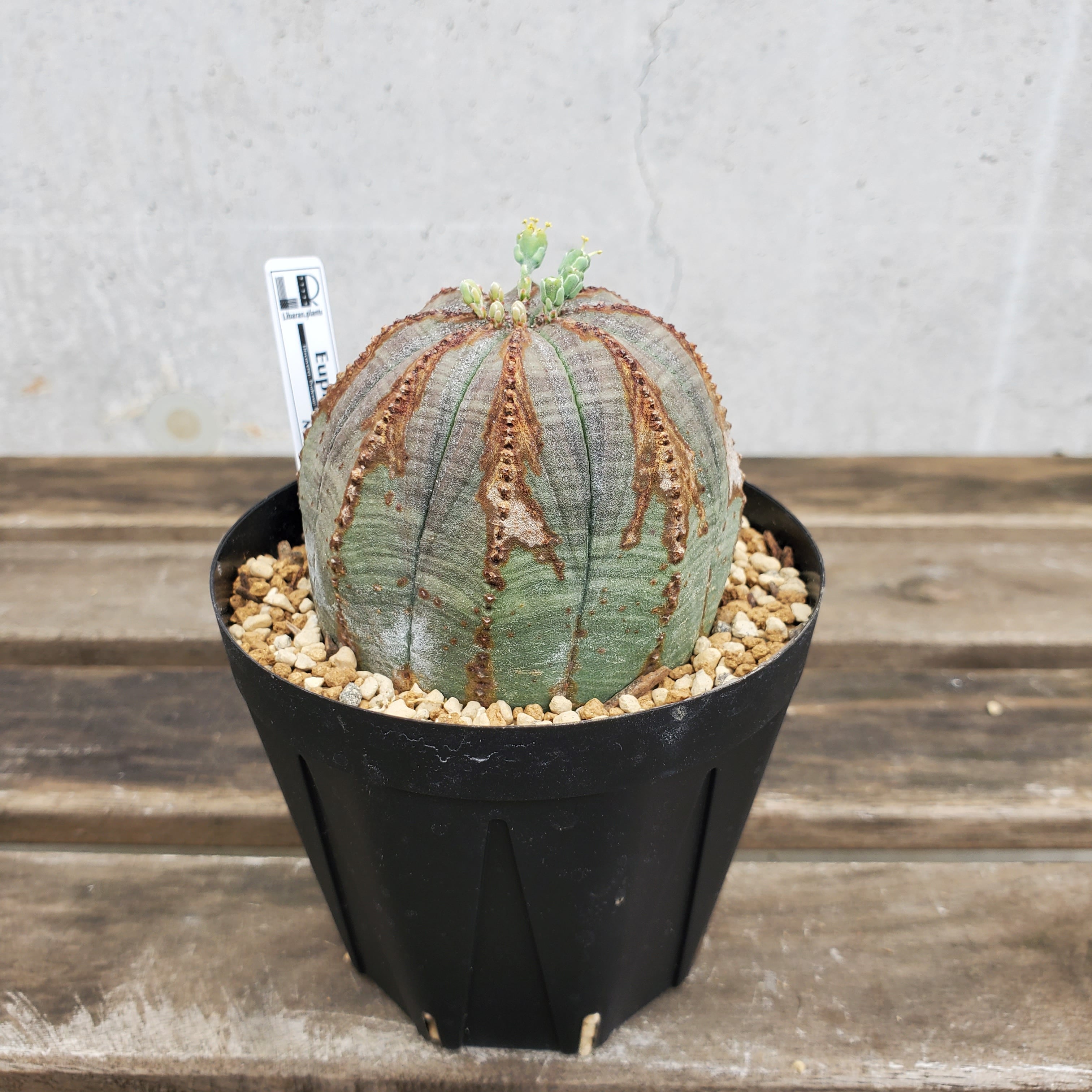木質化】Euphorbia obesa ユーフォルビア オベサ | Libaran_Plants
