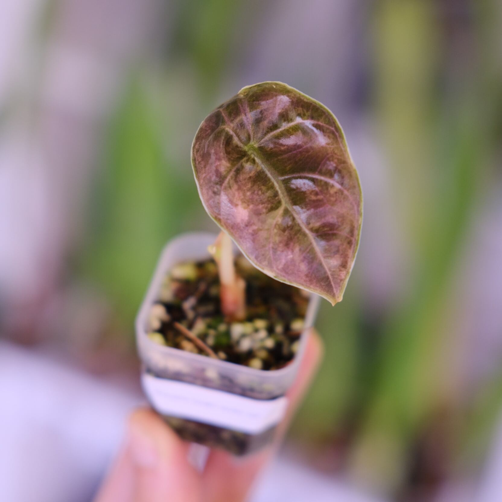 アロカシア アズラニー オーレア│Alocasia azlanii aurea varigated