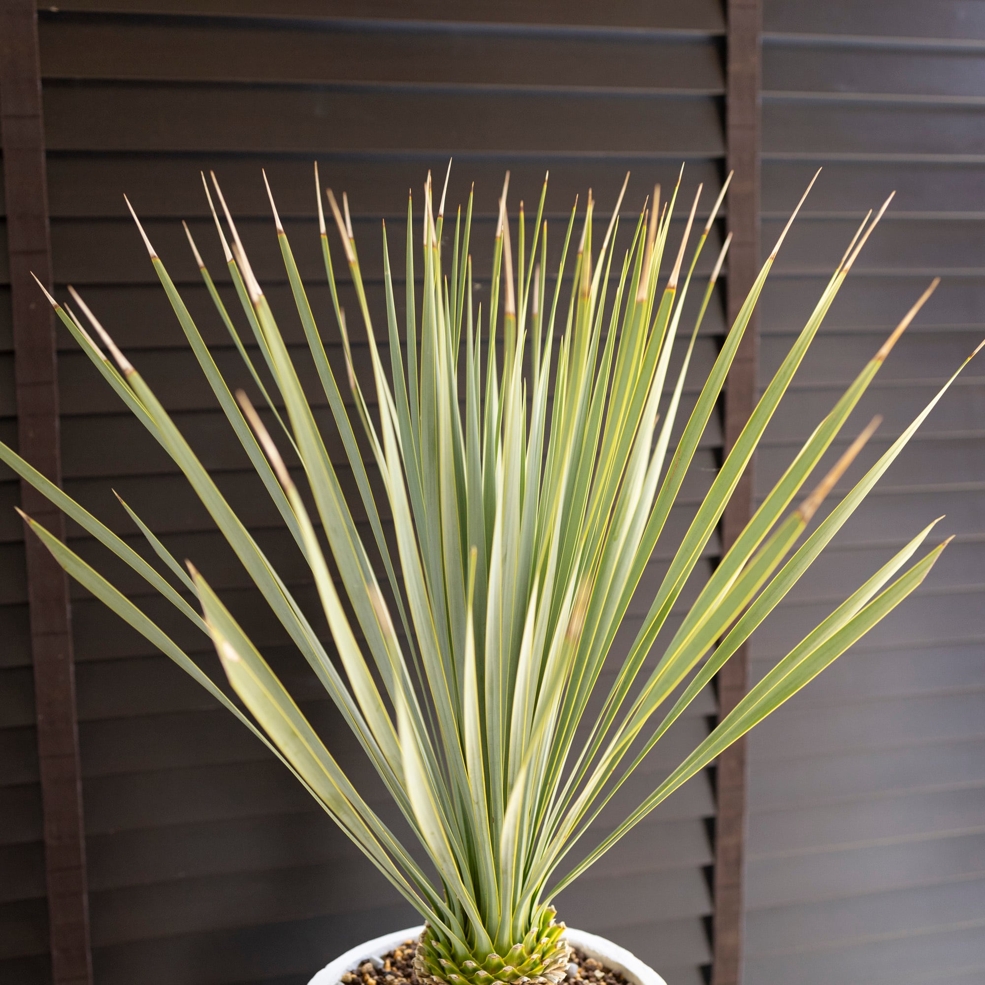 ユッカ ロストラータ Rostrata 細葉 陶器鉢 株立ち 観葉植物 ドライ