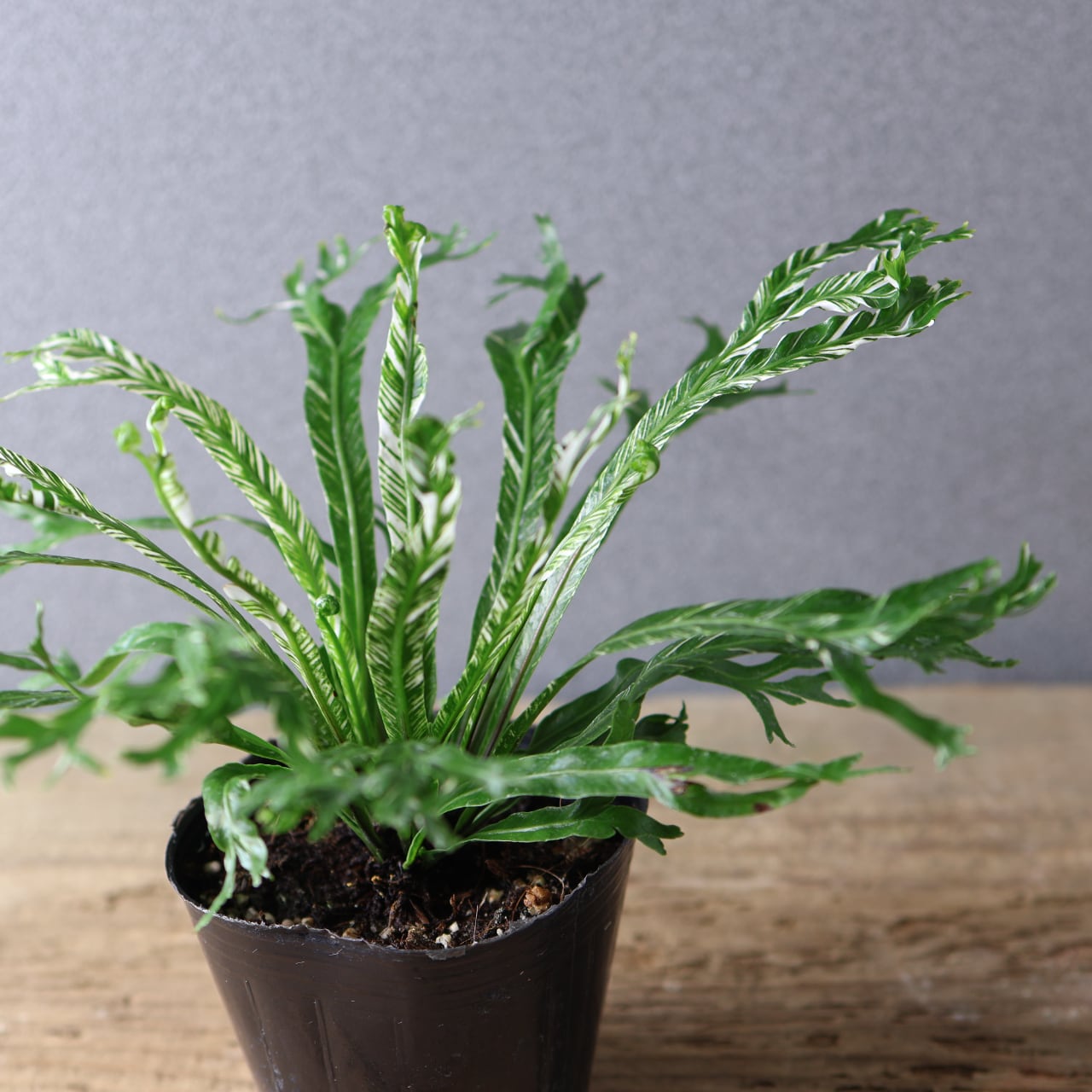 397 光を受けて輝く『アスプレニウム ニダス 斑入り』観葉植物 【送料