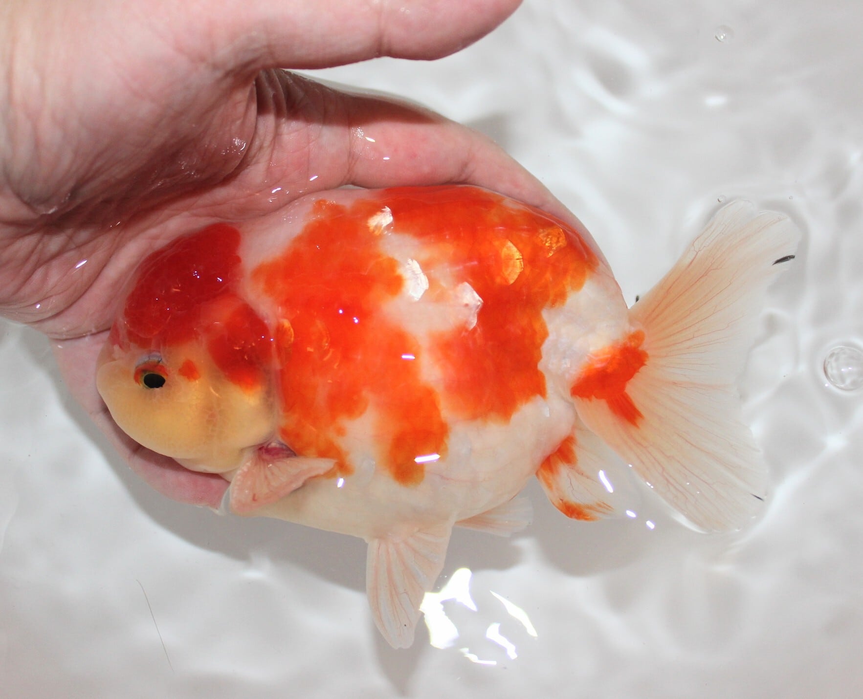 極上】岡部養魚場産 三才 桜錦 ＃0609-02 | 金魚専門店 和の美