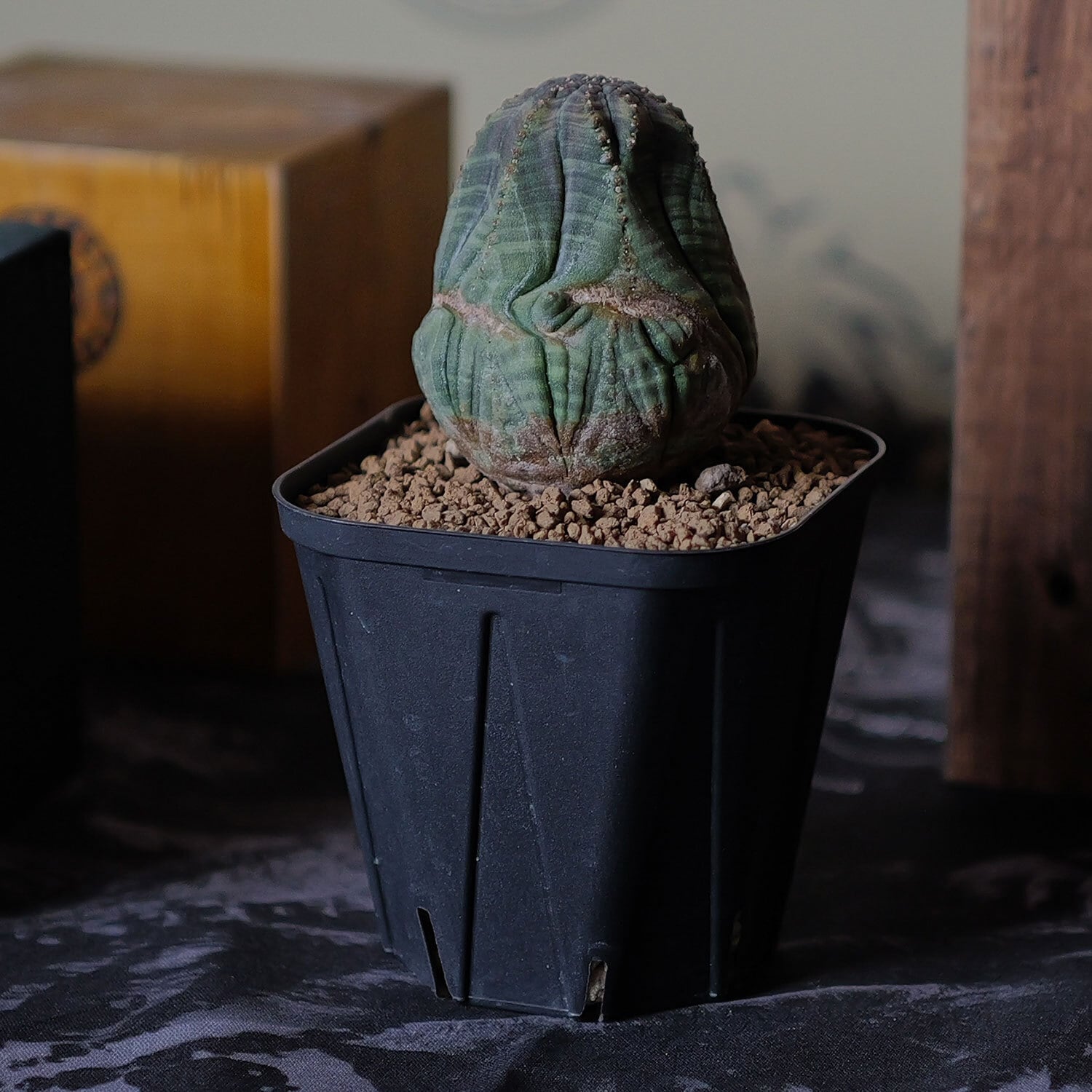 変則捻じれ モンスト オベサ / ユーフォルビア | LIGHTHOUSE.PLANTS