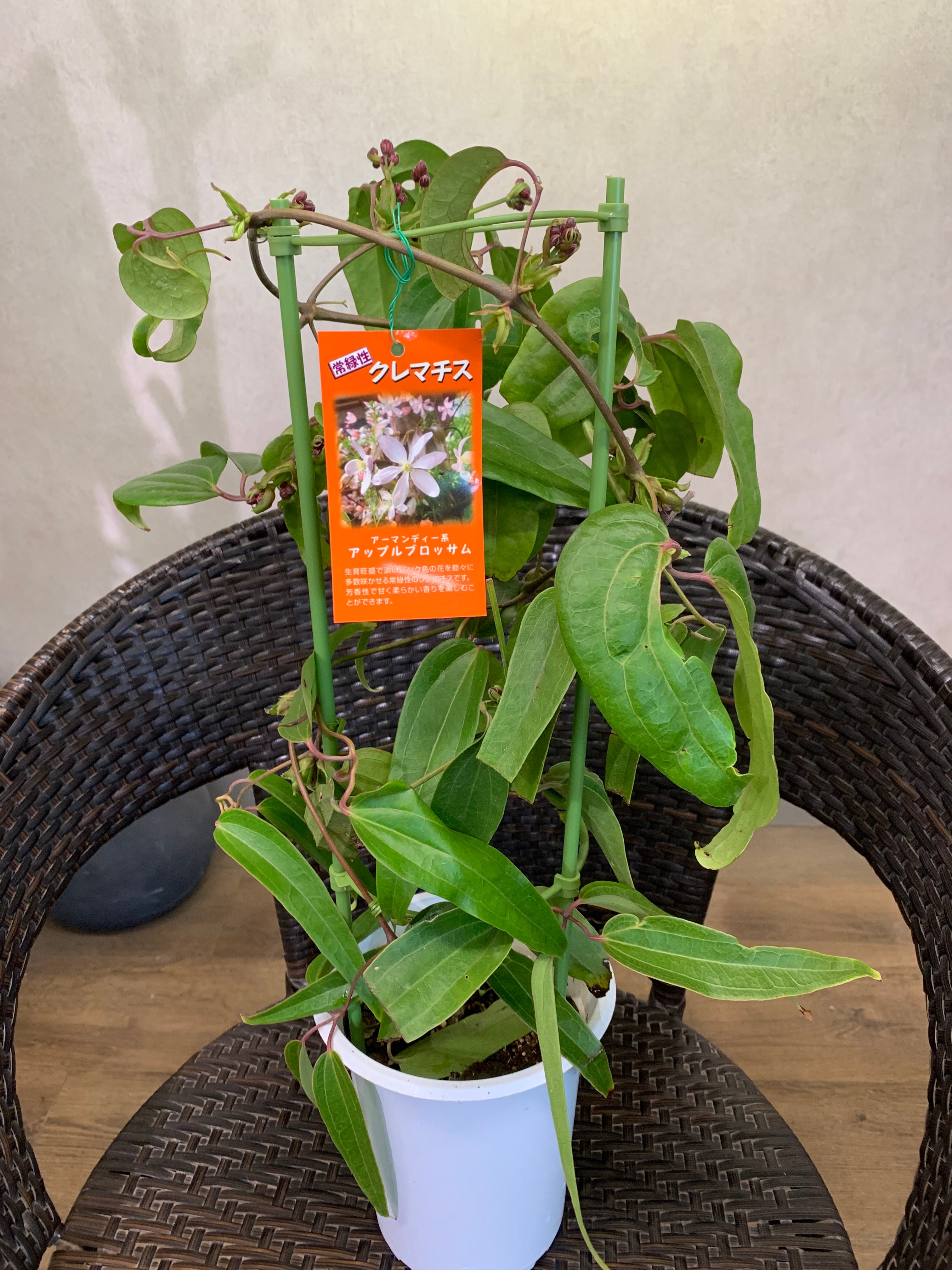 大人気‼️クレマチス アーマンディ系アップルブロッサム 5号優しく甘い