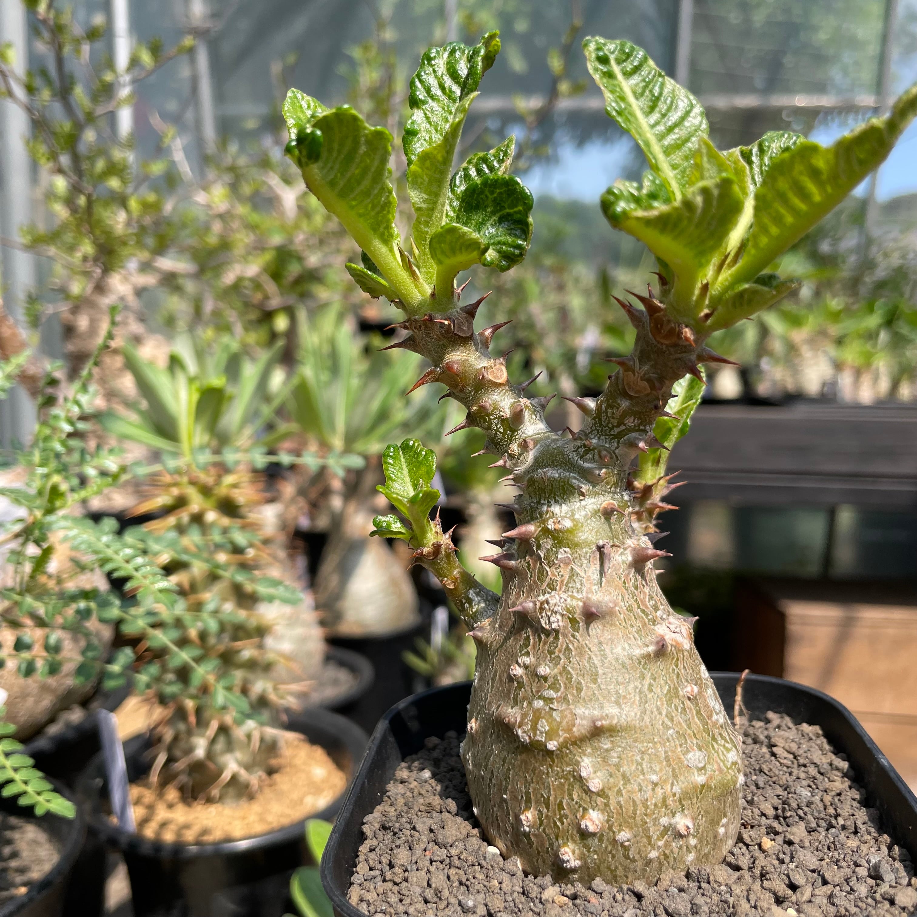 Pachypodium windsorii【パキポディウム・ウィンゾリー】 | RIMO'S