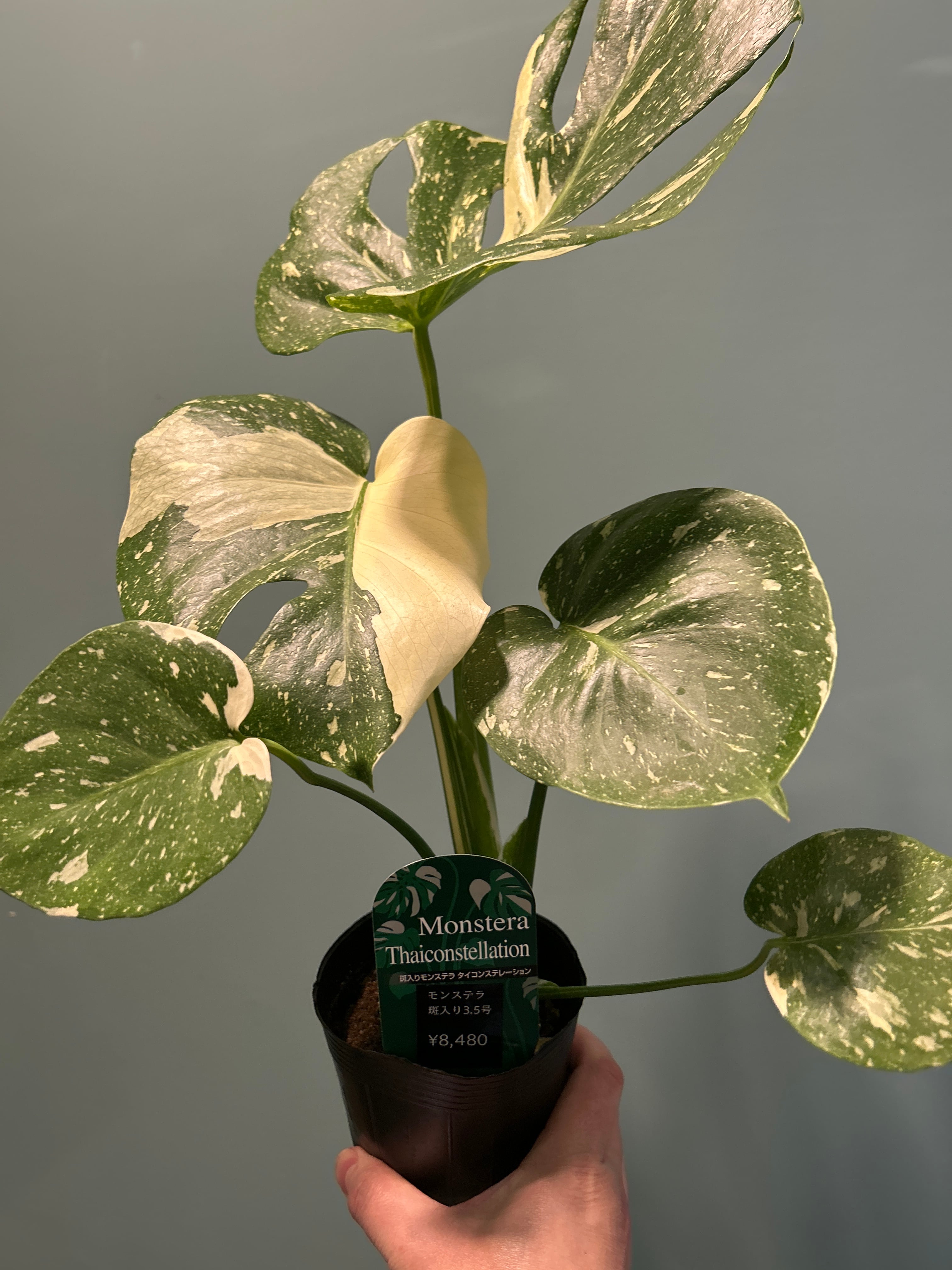 モンステラ 斑入り3.5号 | 植物との暮らし apricot