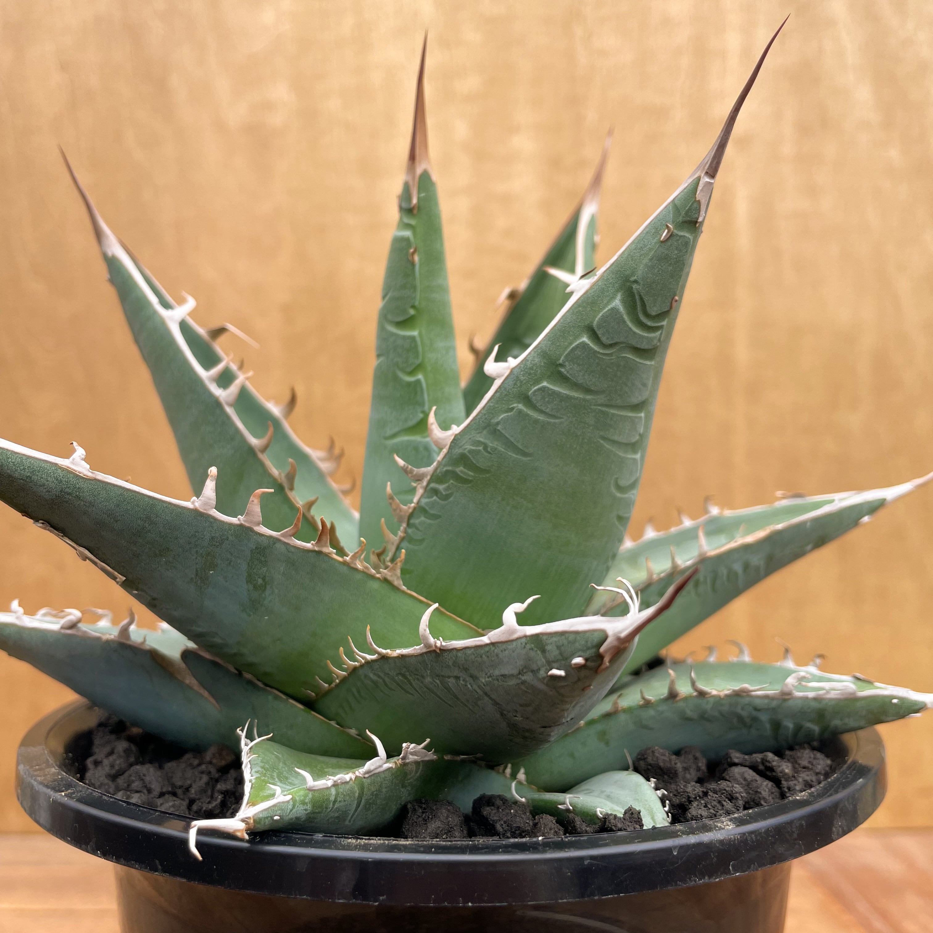 SYOページ】パープソラム 帝釈天 43㌢ Agave purpusorum【アガベ