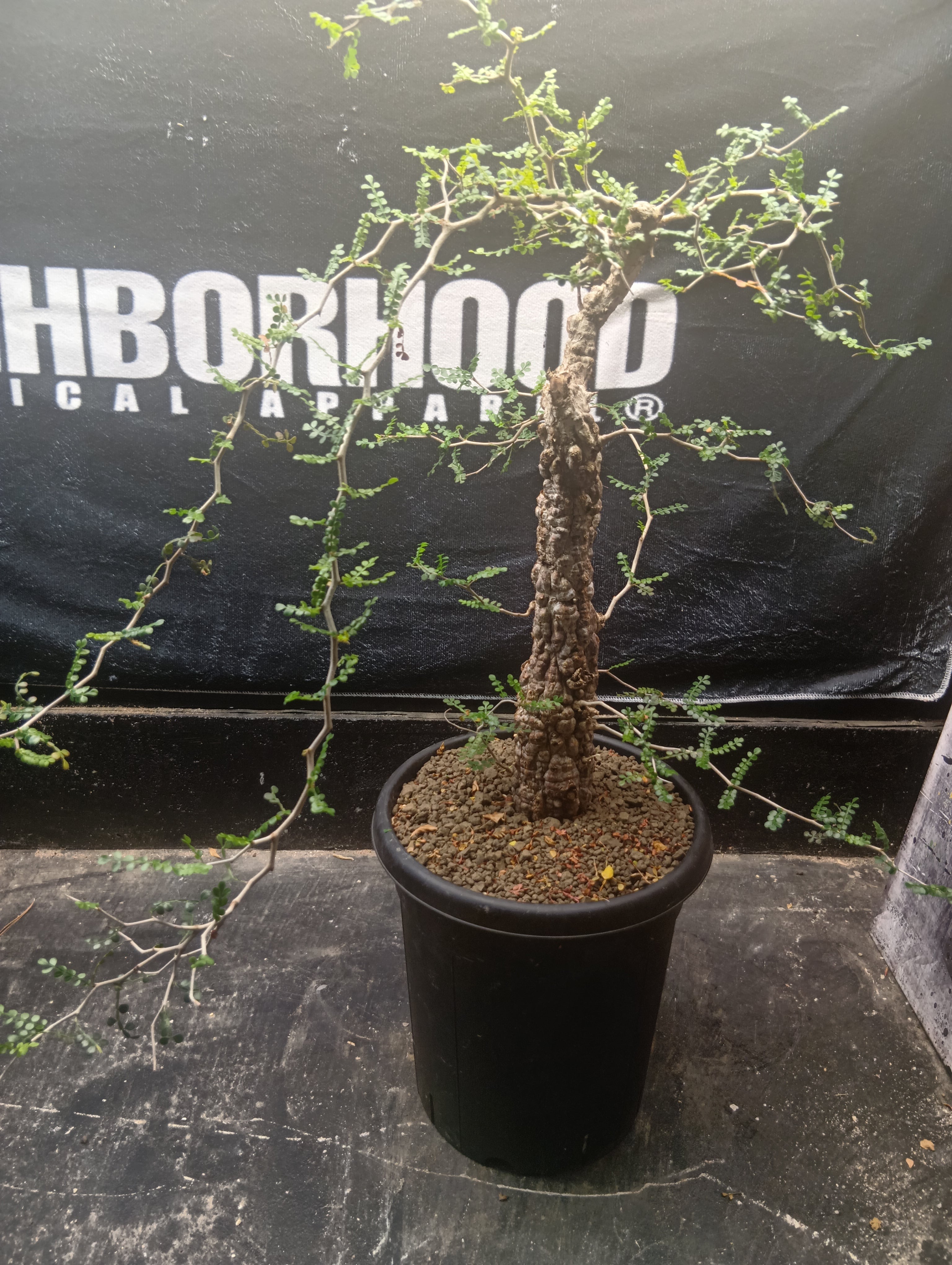 大特価 激レア オペルクリカリア パキプスSP 現地球 | Buenaplant