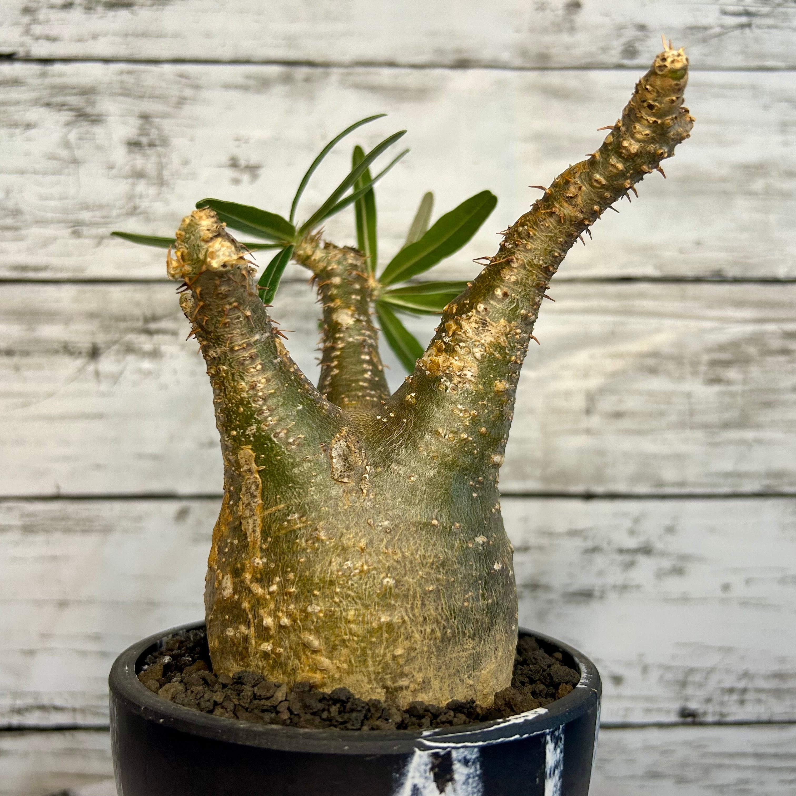 パキポディウム グラキリス 現地球 発根済み 塊根植物 多肉 【公式通販】