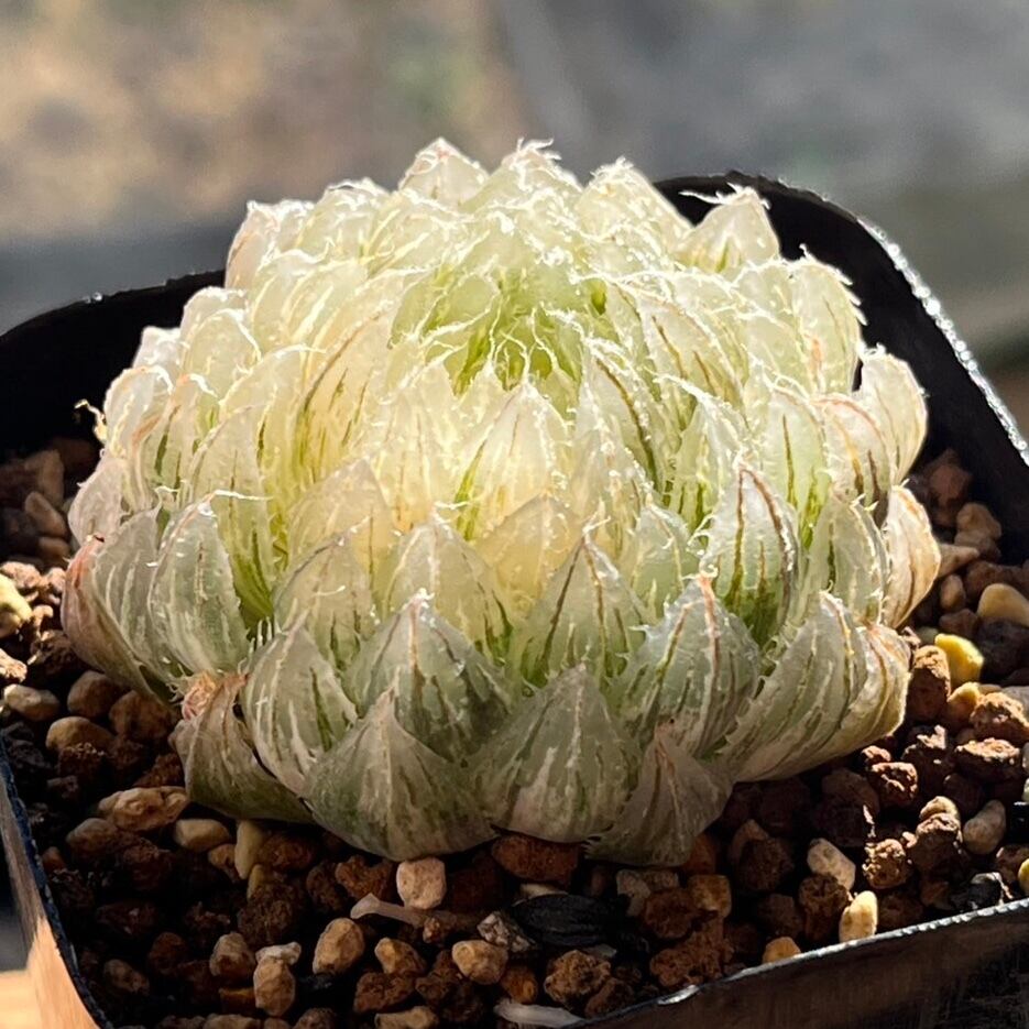 ハオルチア 翠雲錦 | mocono_plants