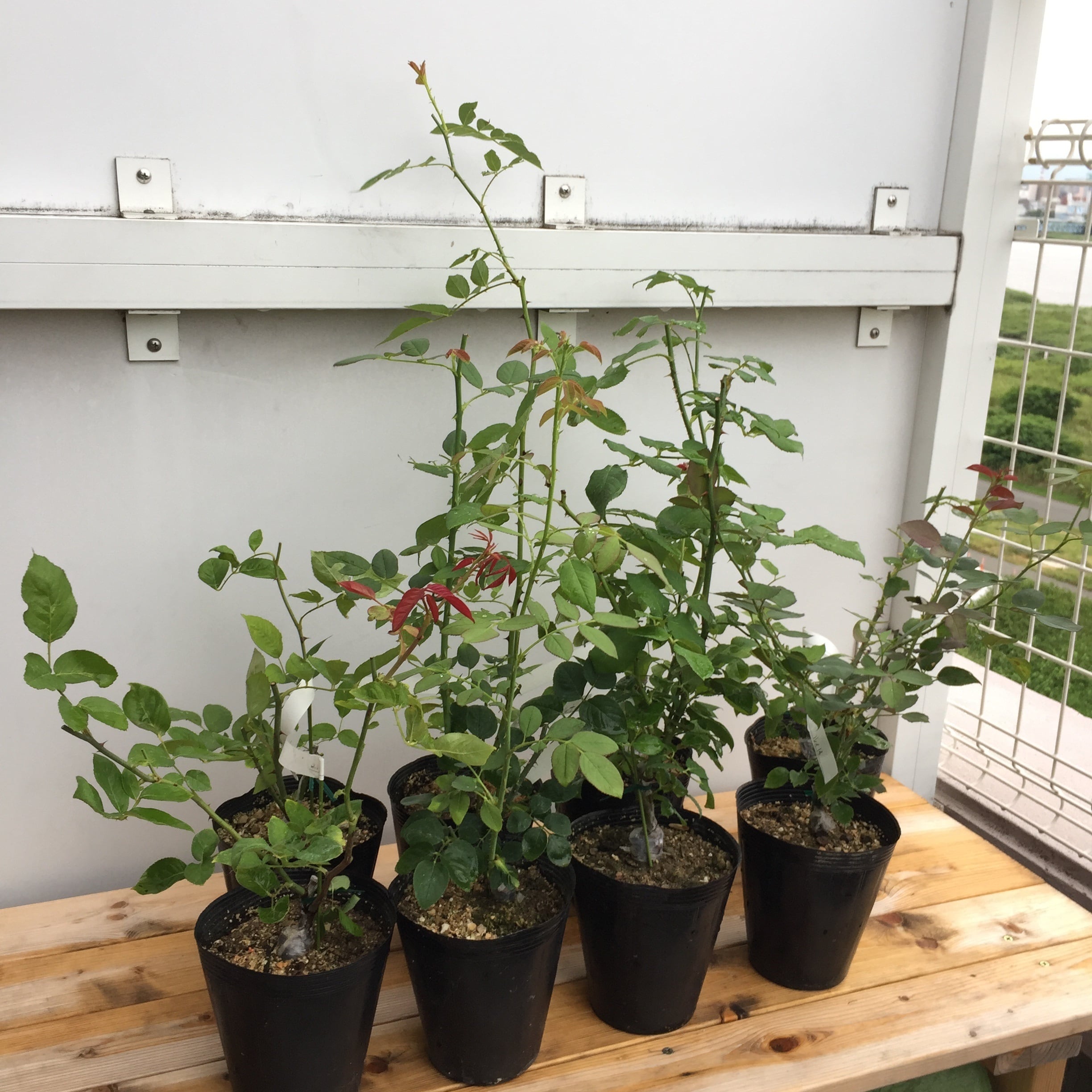 ジェフ ハミルトン | 天空のバラ園(無農薬バラ苗・花苗・クレマチス