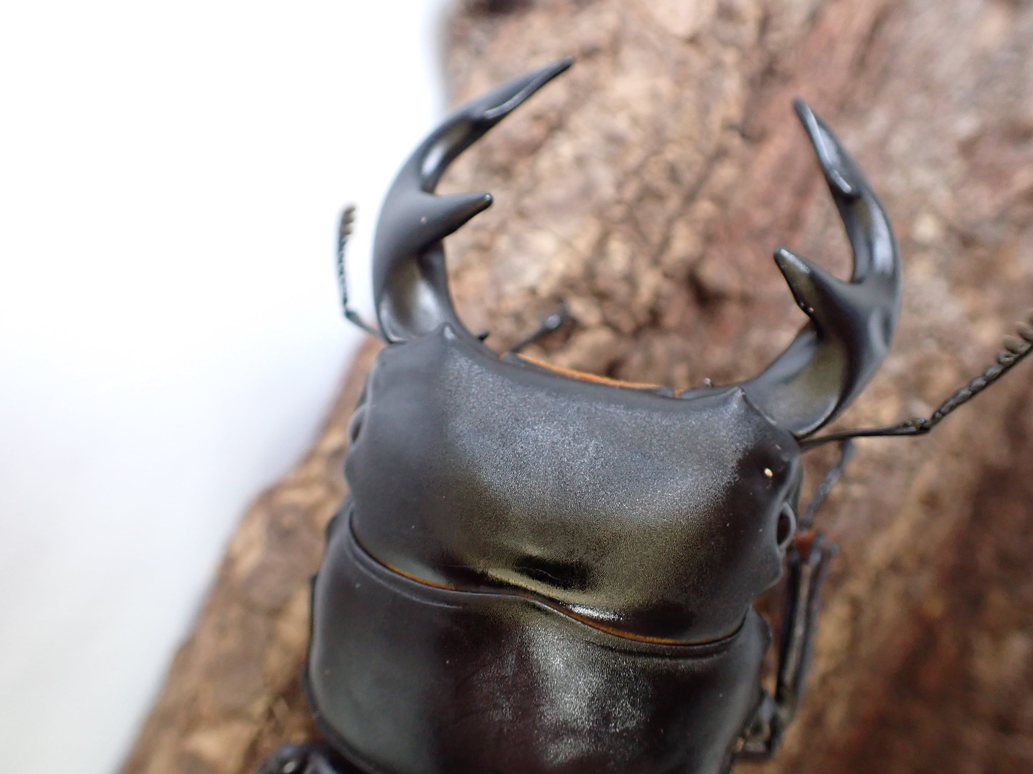 グランディスオオクワガタ88．2mmペア