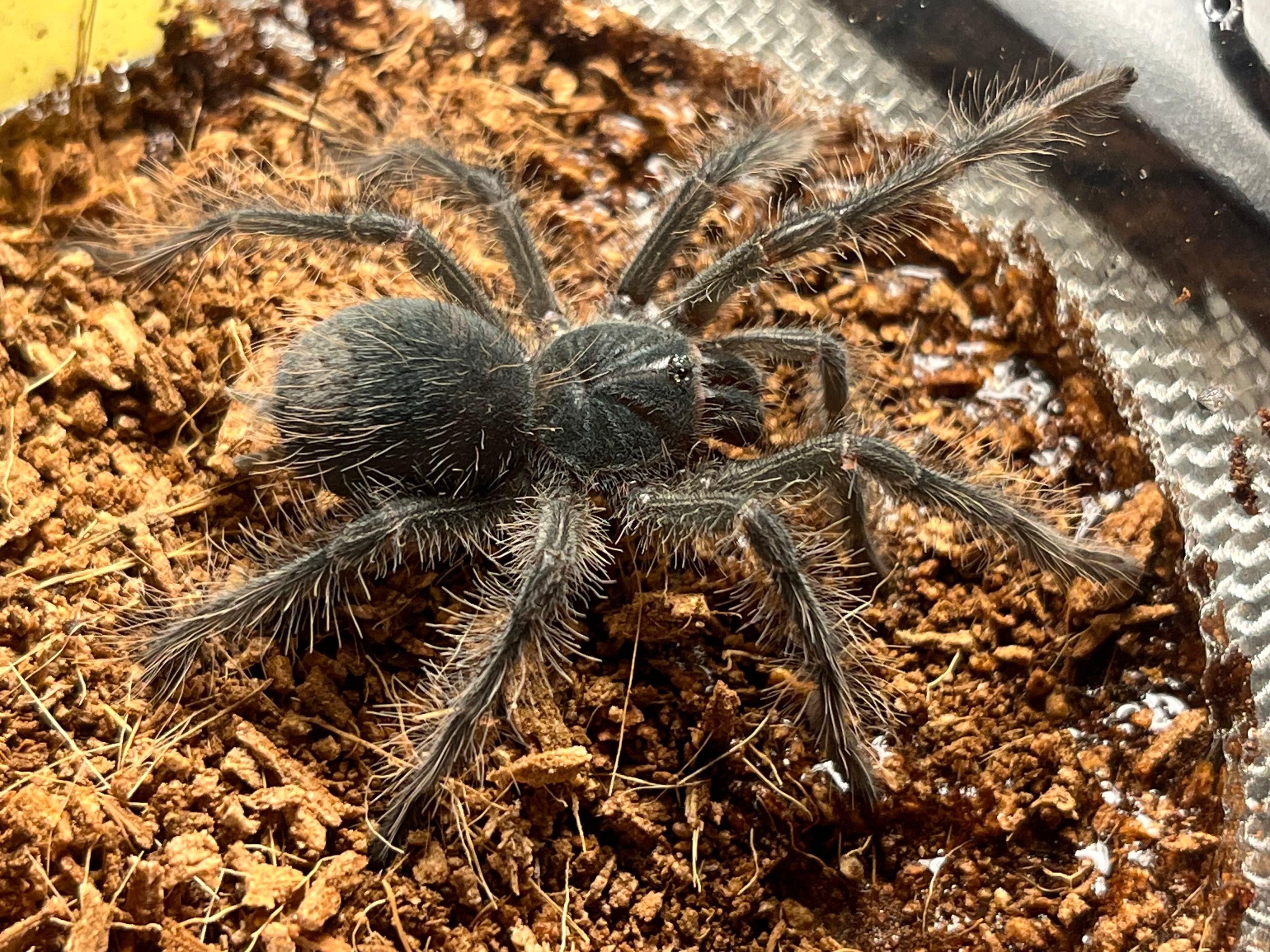 ラスト】ゴライアスバードイータータランチュラ ルブロンオオツチグモ