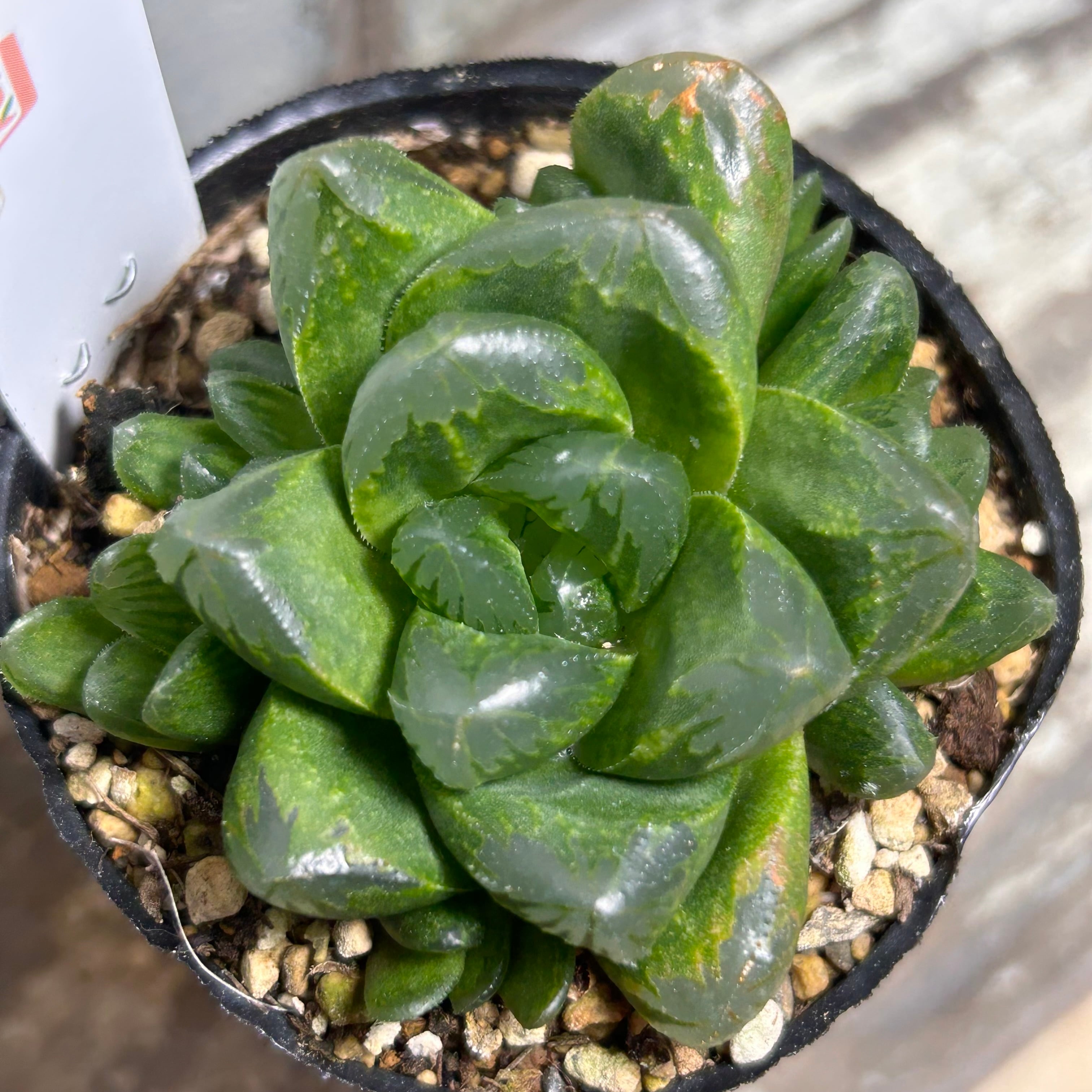 T)緑亀 ハオルチア | RuPo 多肉植物専門店