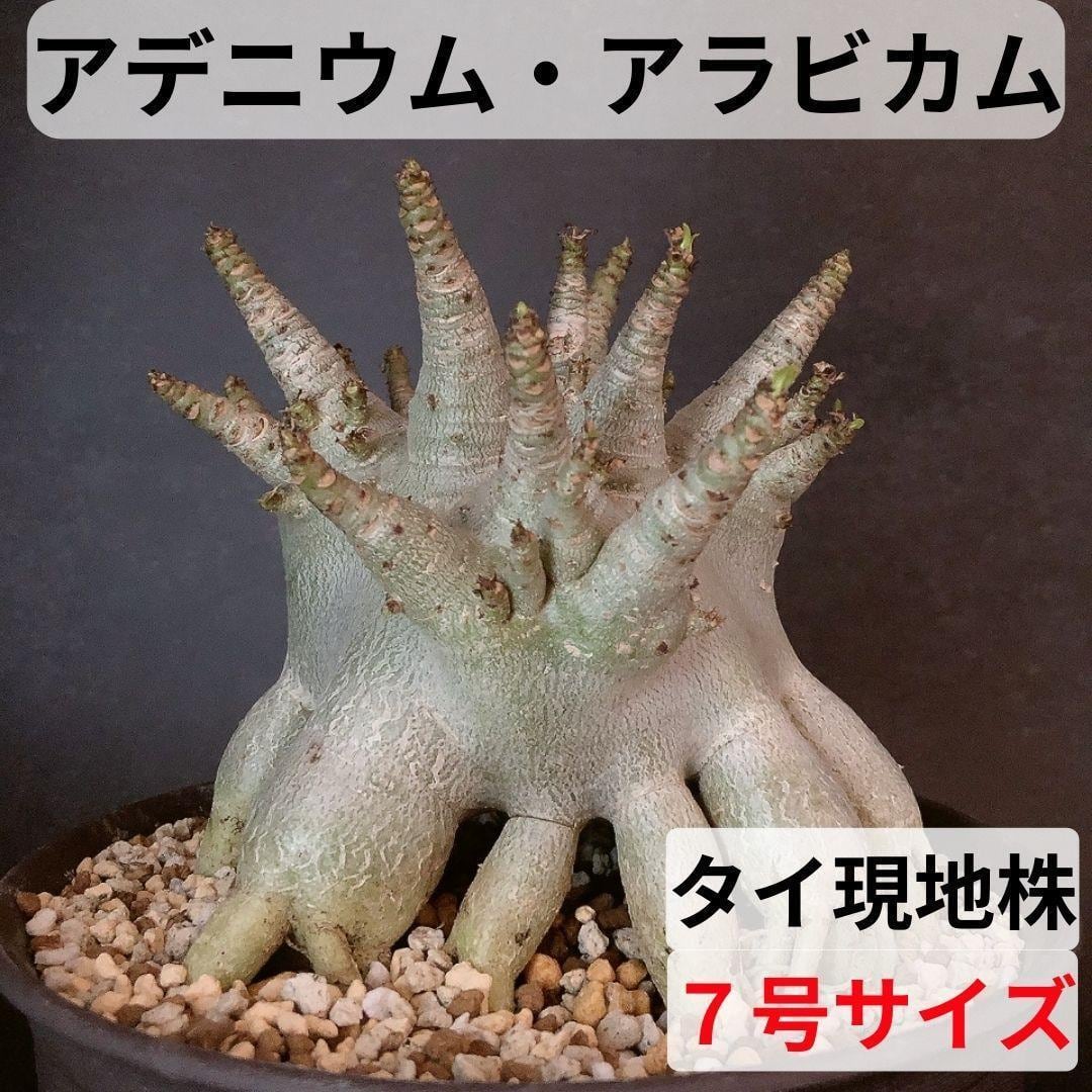 MA21【限定一株・激レア品種】アデニウム アラビカム たこ足 タイ現地